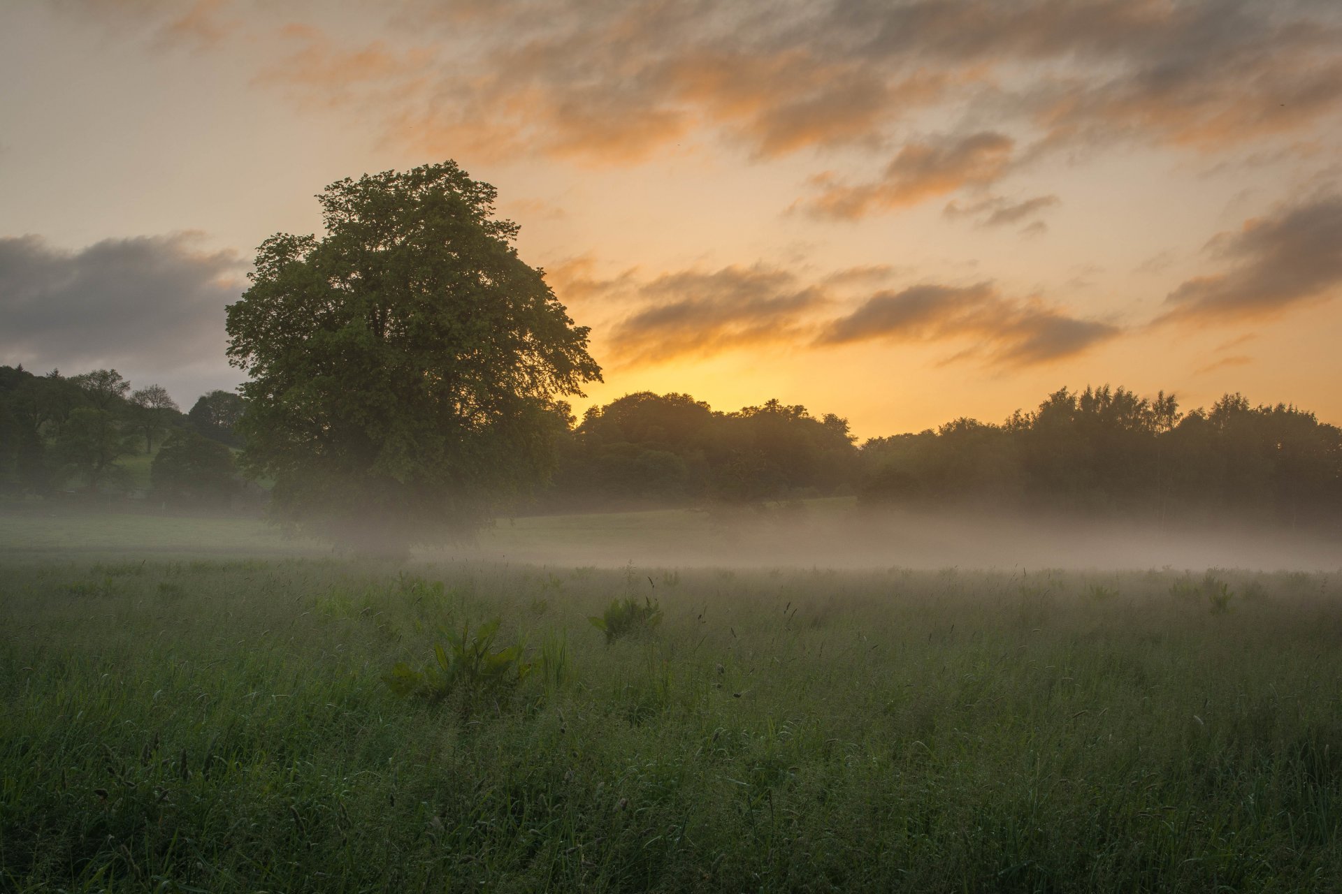 feld bäume nebel morgen