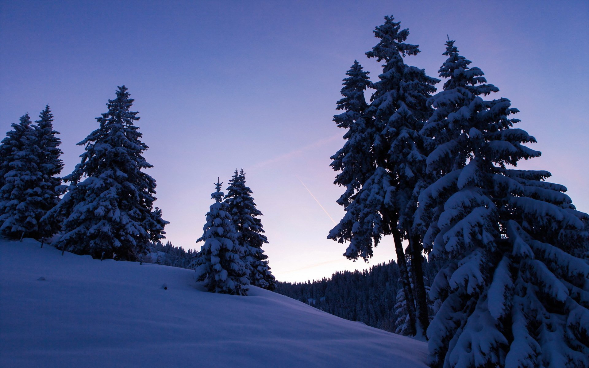 hiver arbres nuit