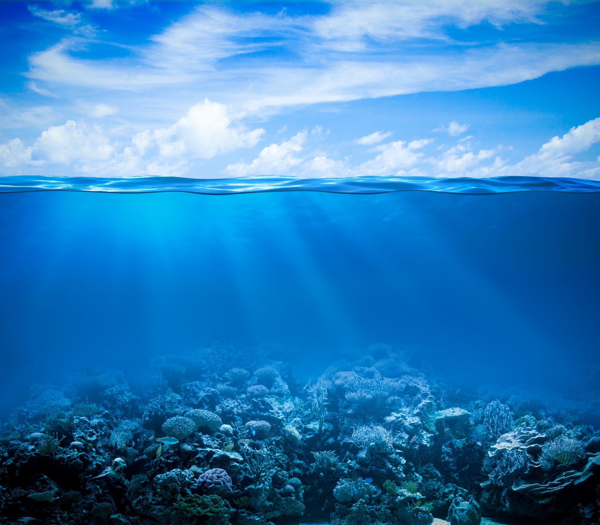 tropical corail récif eau océan monde sous-marin récif de corail mer