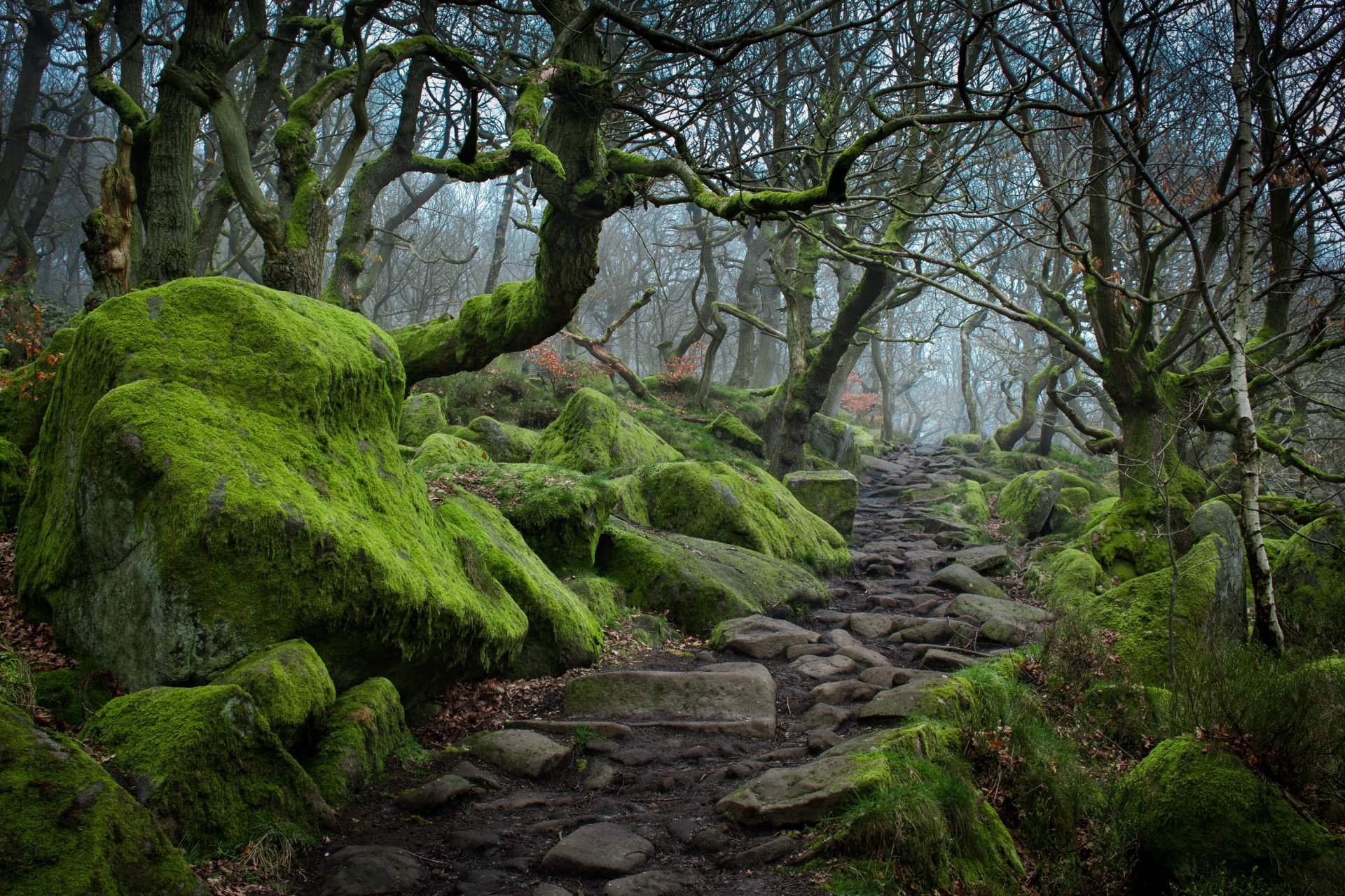 piedras musgo camino árboles niebla otoño