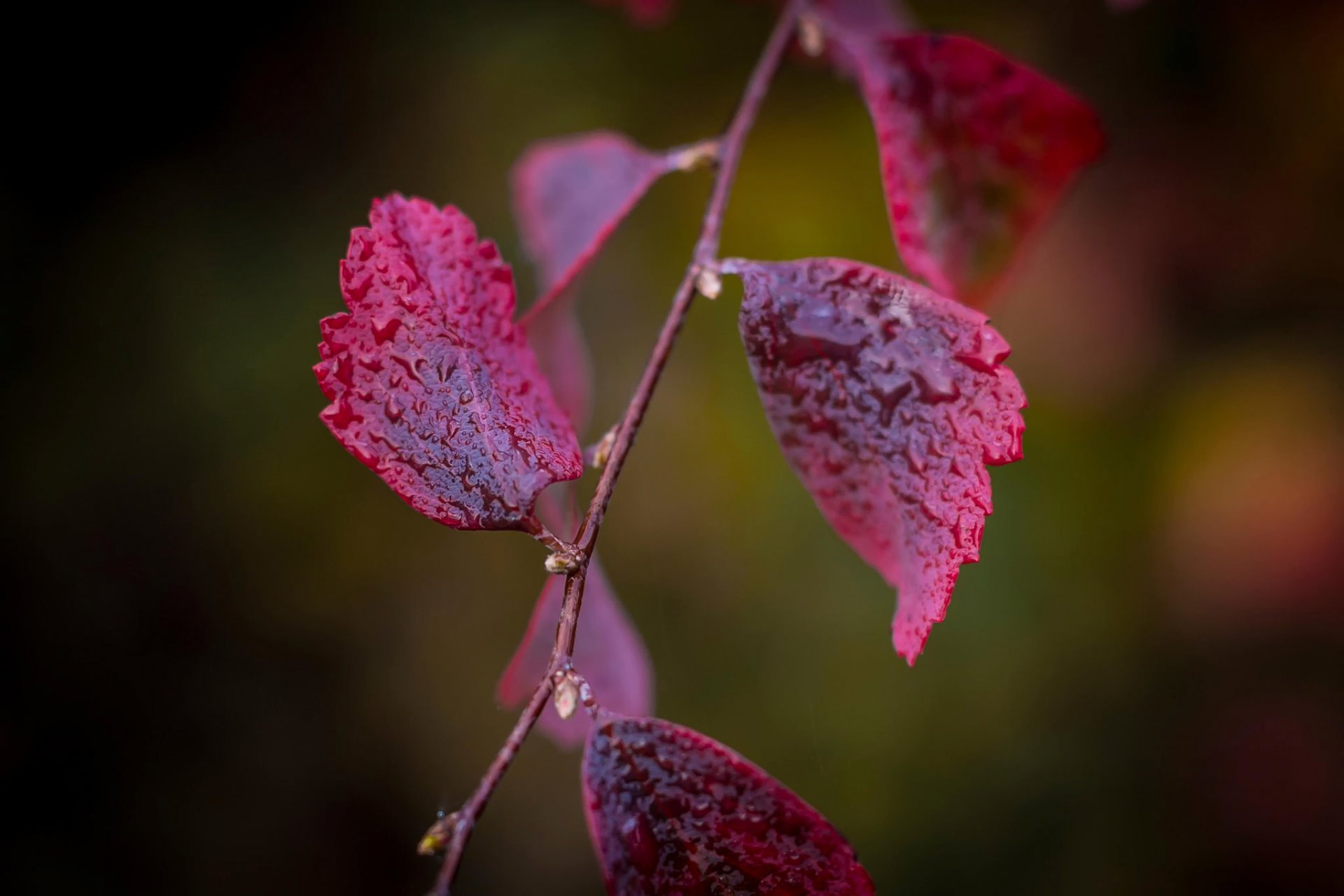 rama hojas rojo