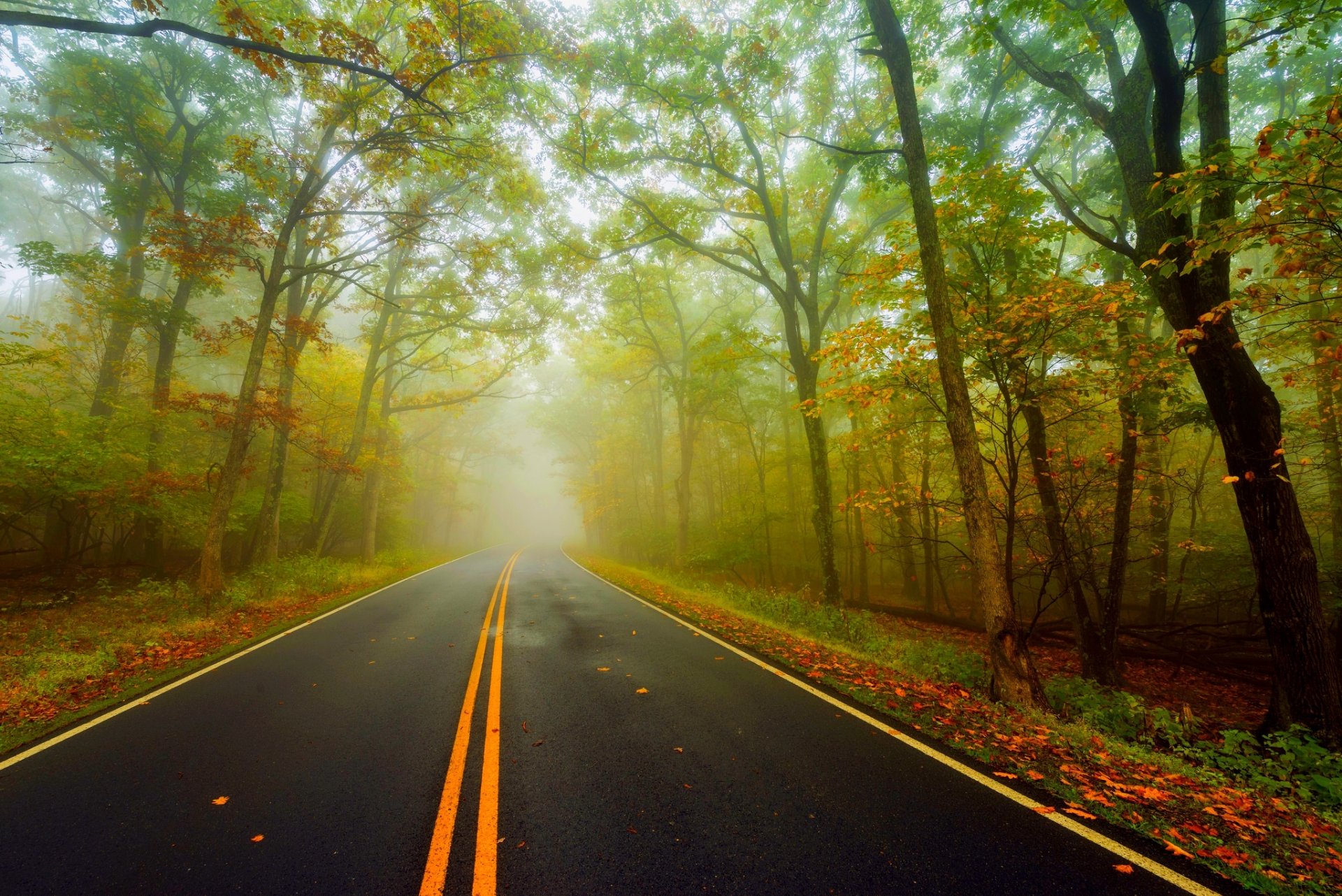 nature forest park trees leaves colorful road autumn fall colors walk