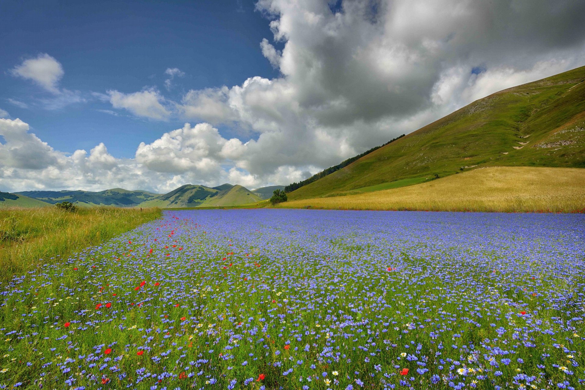 casteluccio italie fleurs