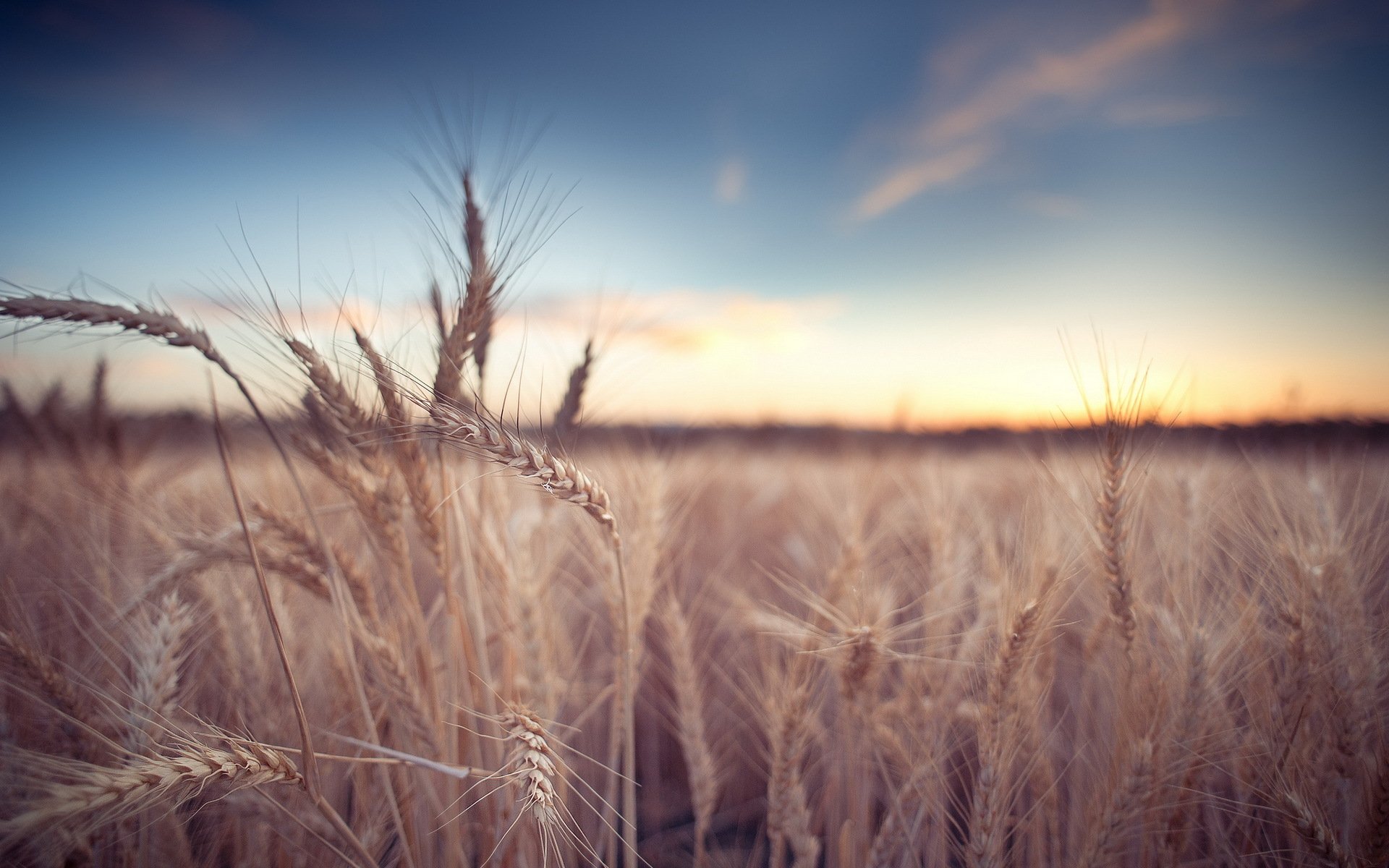 campo spighe natura