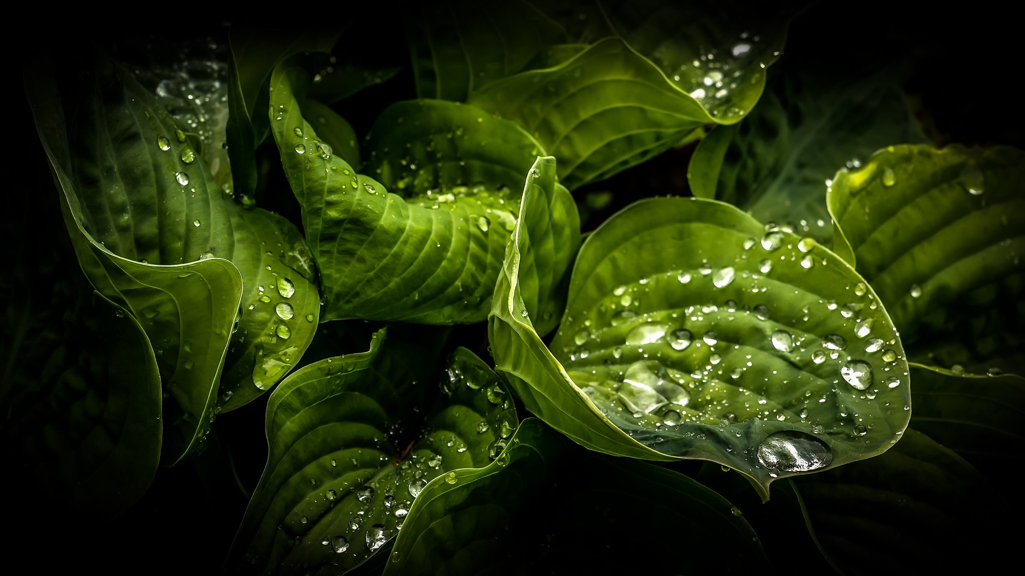 leaves drops nature