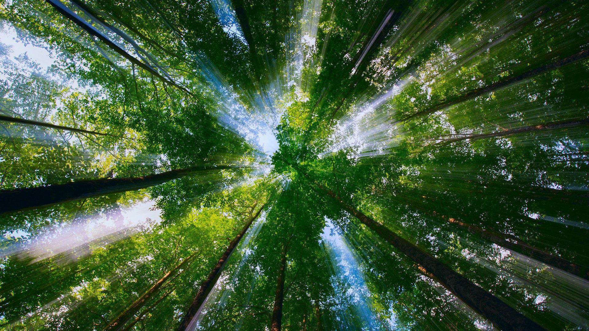 natura drzewa korony liście światło promienie