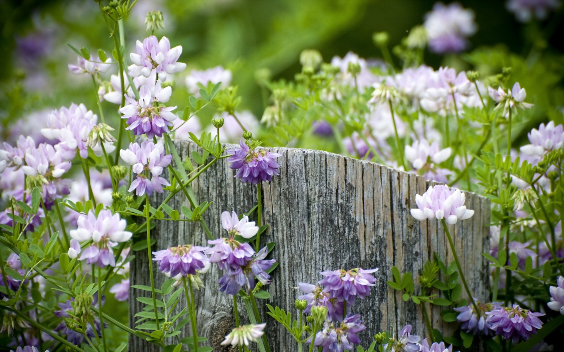 blumen stumpf natur sommer