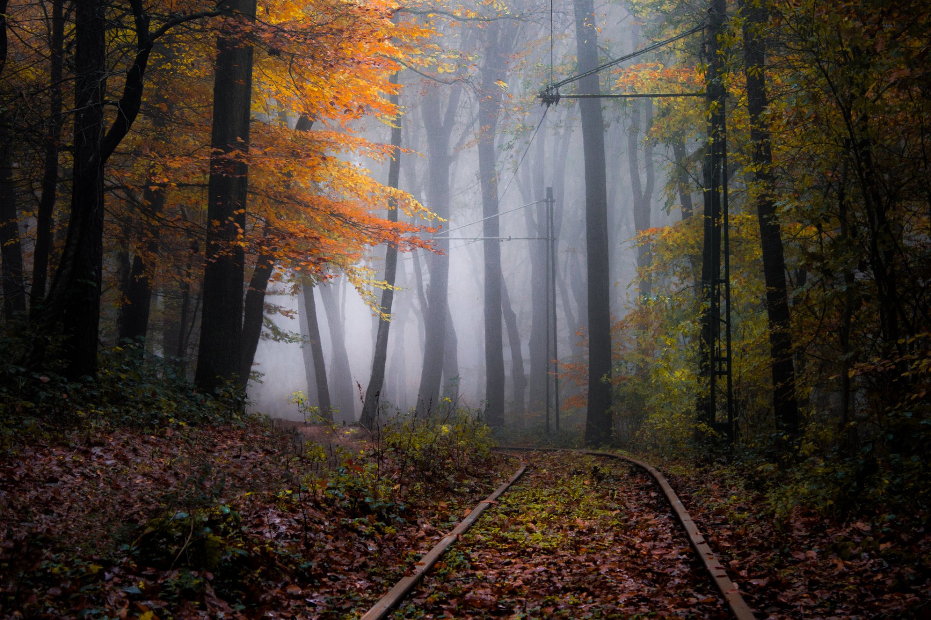 natur wege wald herbst nebel dunst