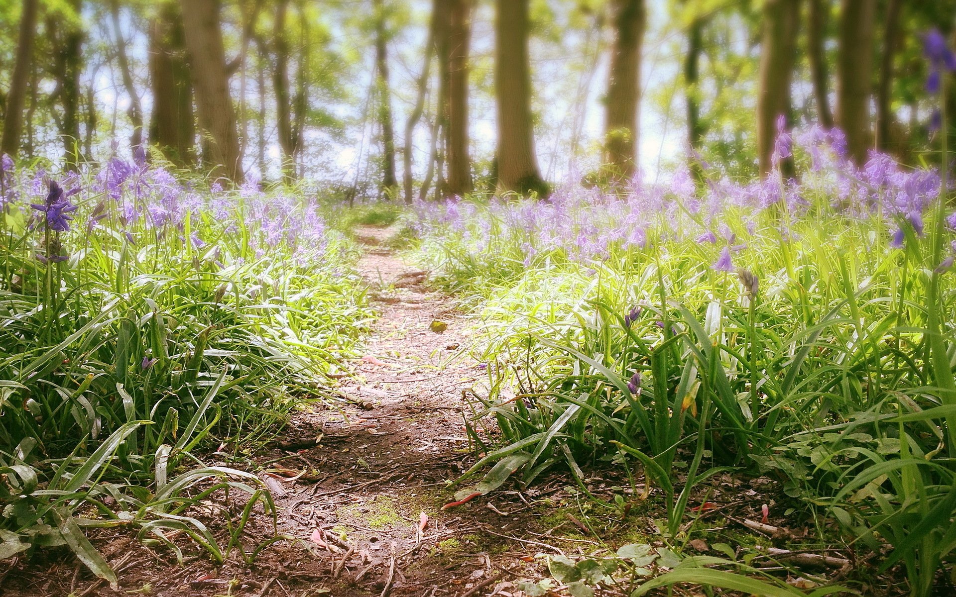 foresta fiori estate natura