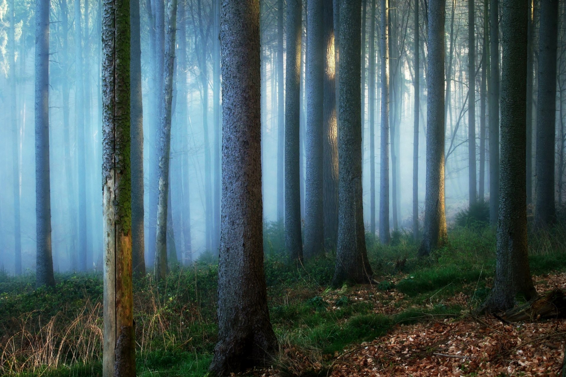 deutschland wald bäume stämme nebel natur