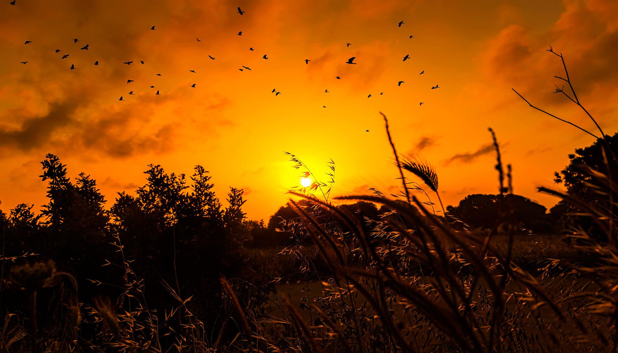 sonne sonnenaufgang vögel gras