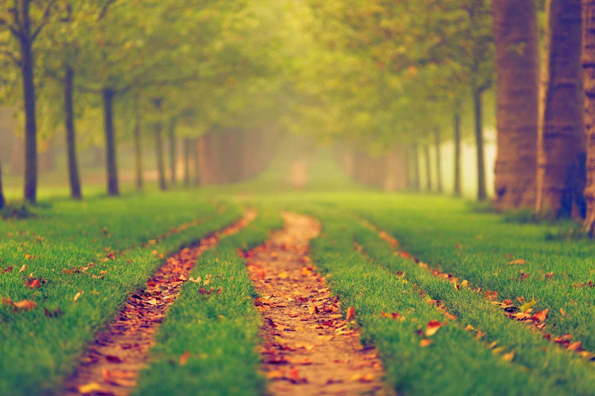 naturaleza bosque parque árboles hojas colorido camino otoño caída colores paseo