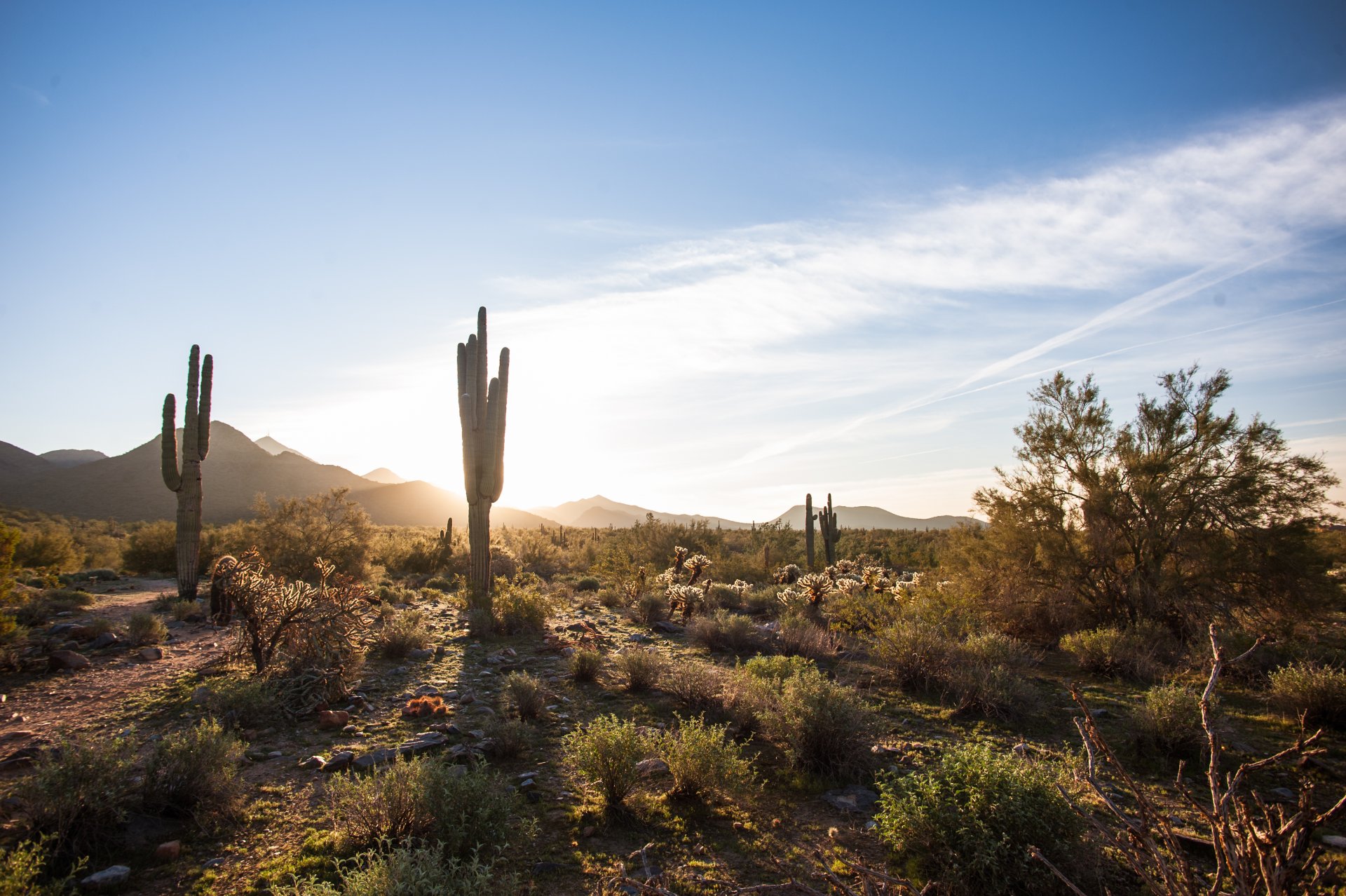 scottsdale arizona stati uniti america cactus deserto cielo