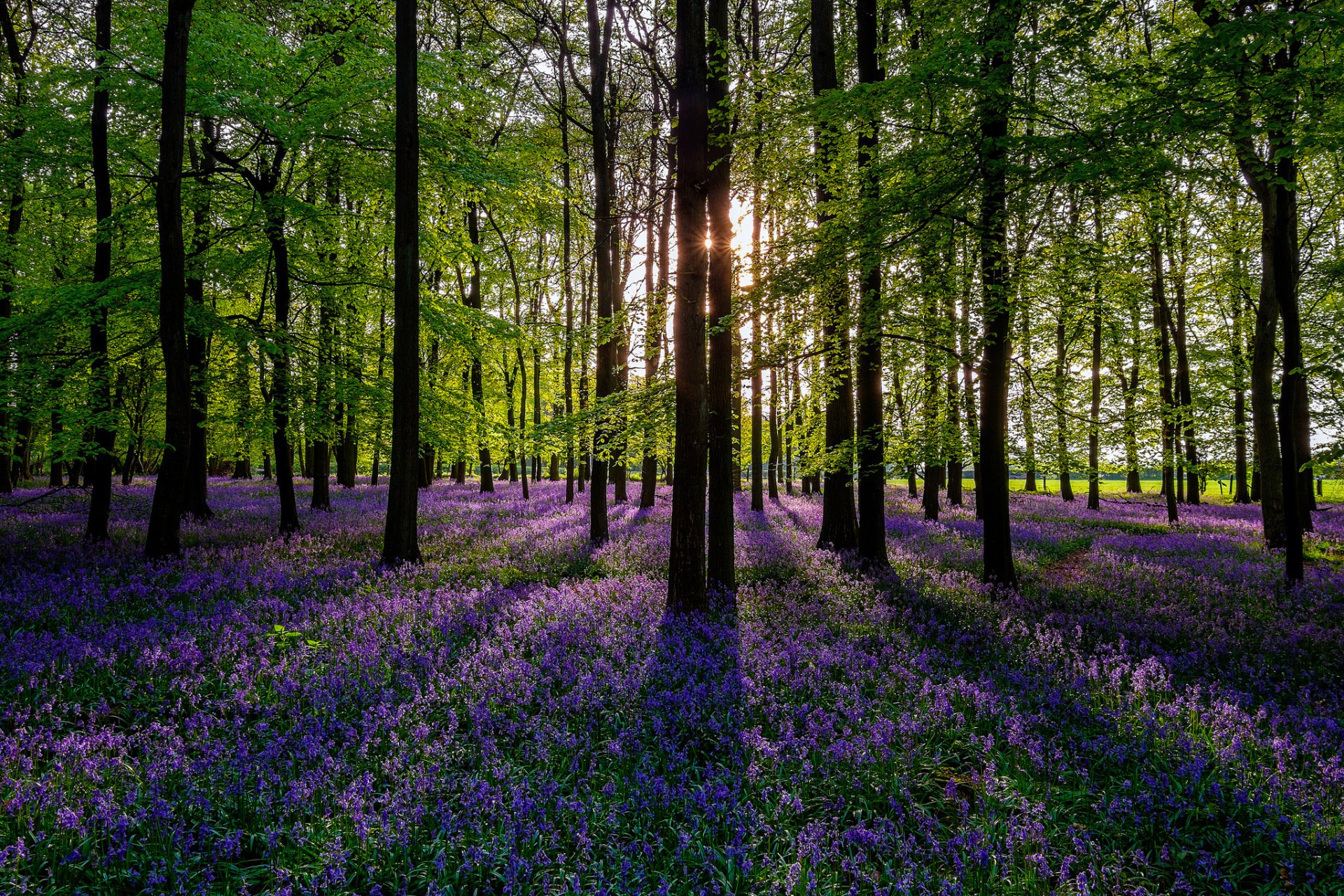 natura foresta alberi colorato primavera fiori sole primavera