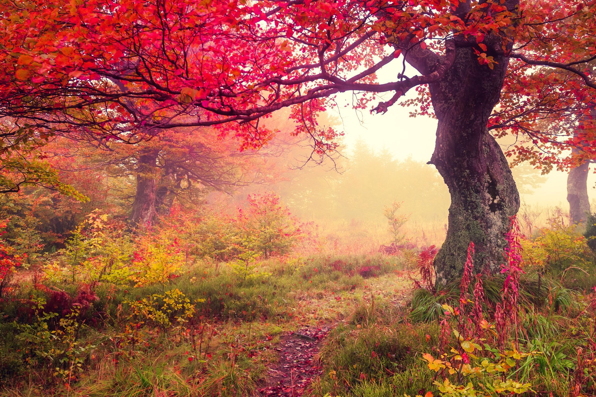 automne feuilles forêt arbre