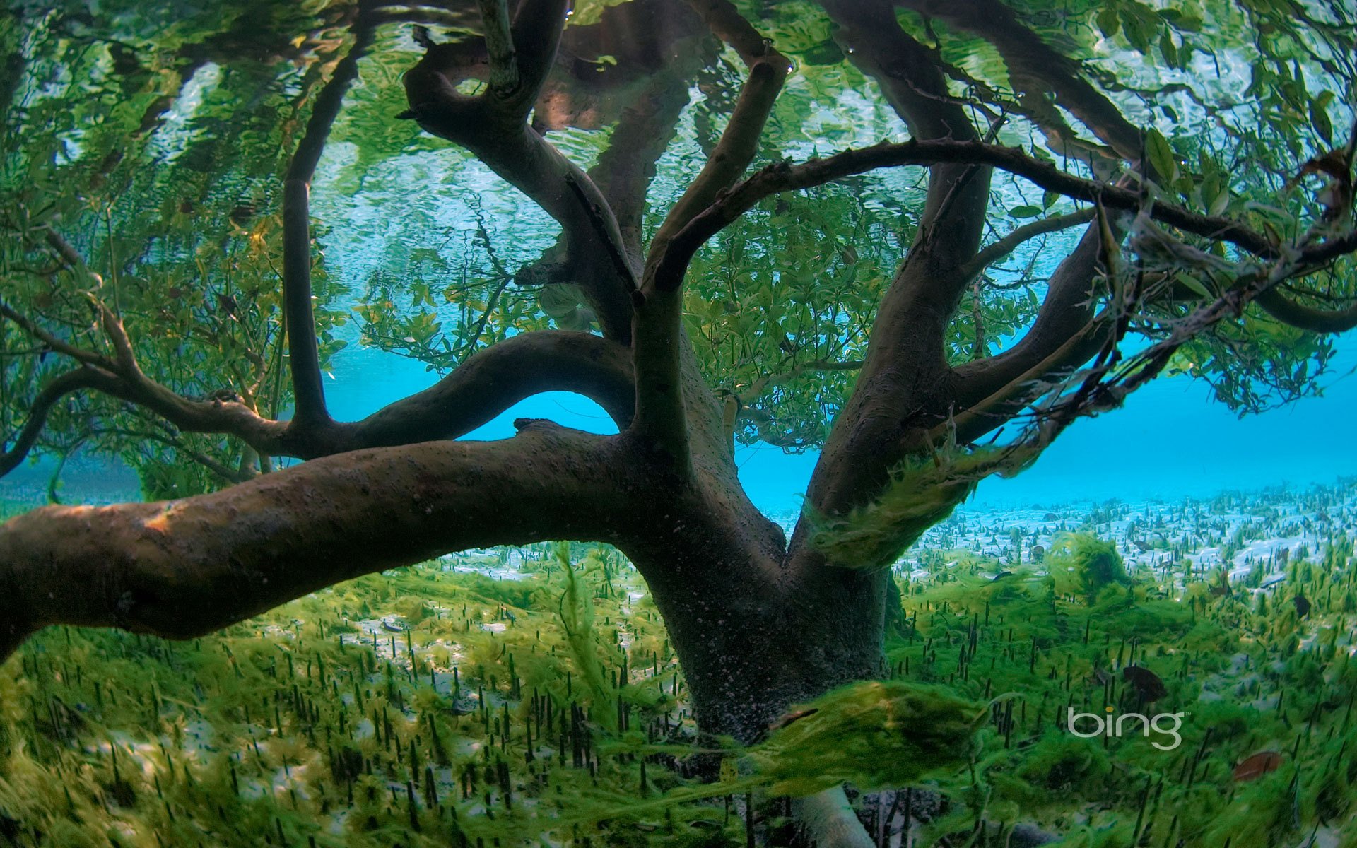 tree water algae sea flood leaves flood bottom underwater world