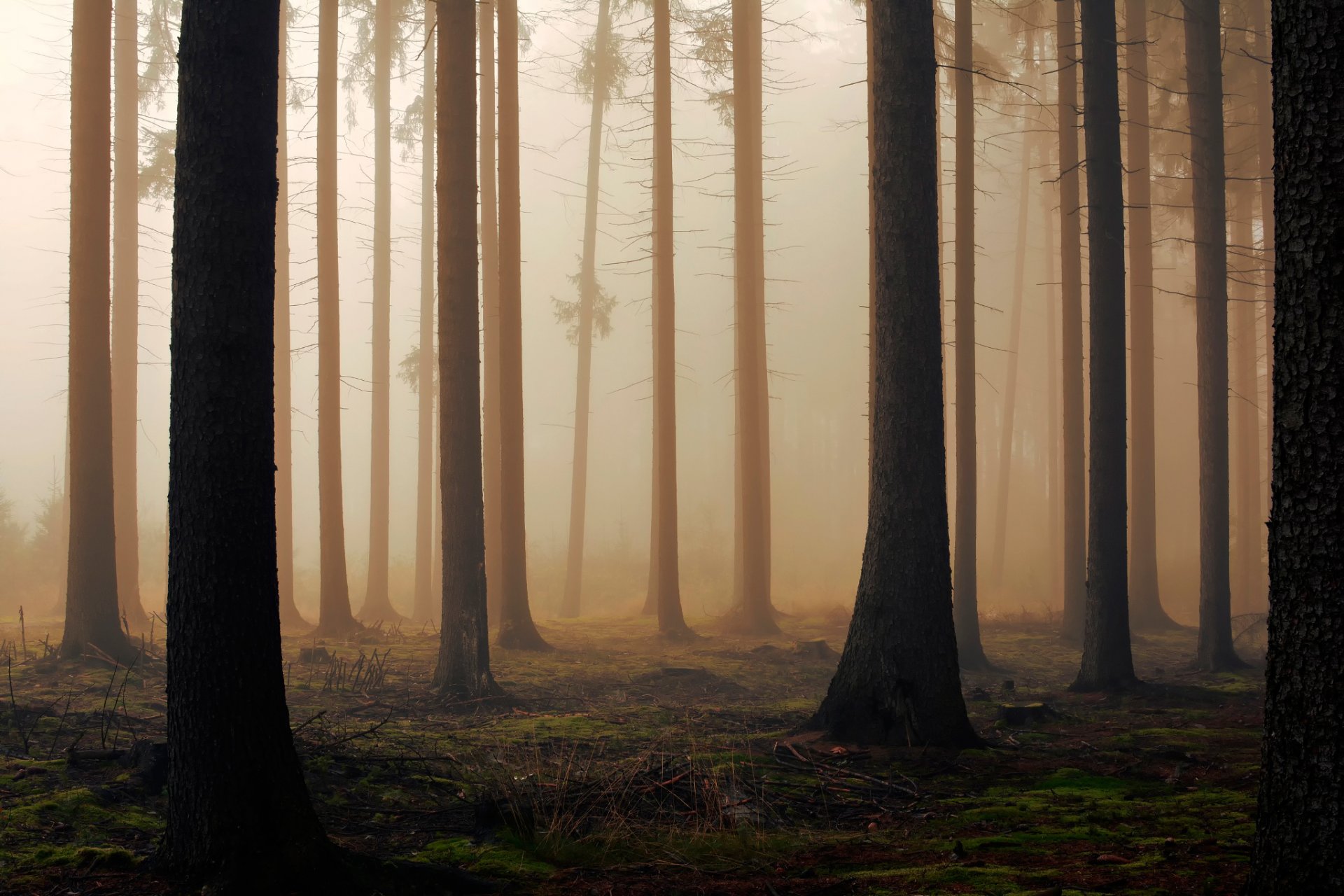 bosque árboles mañana niebla