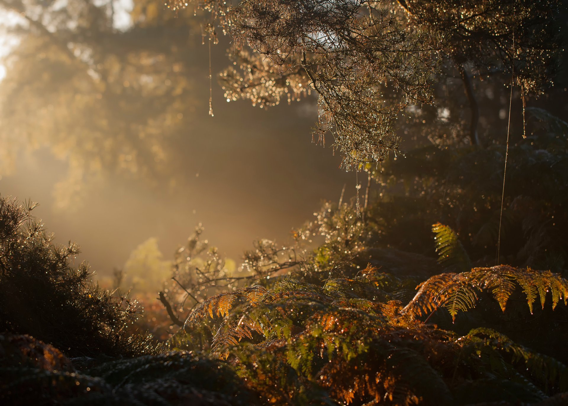 forêt matin brouillard