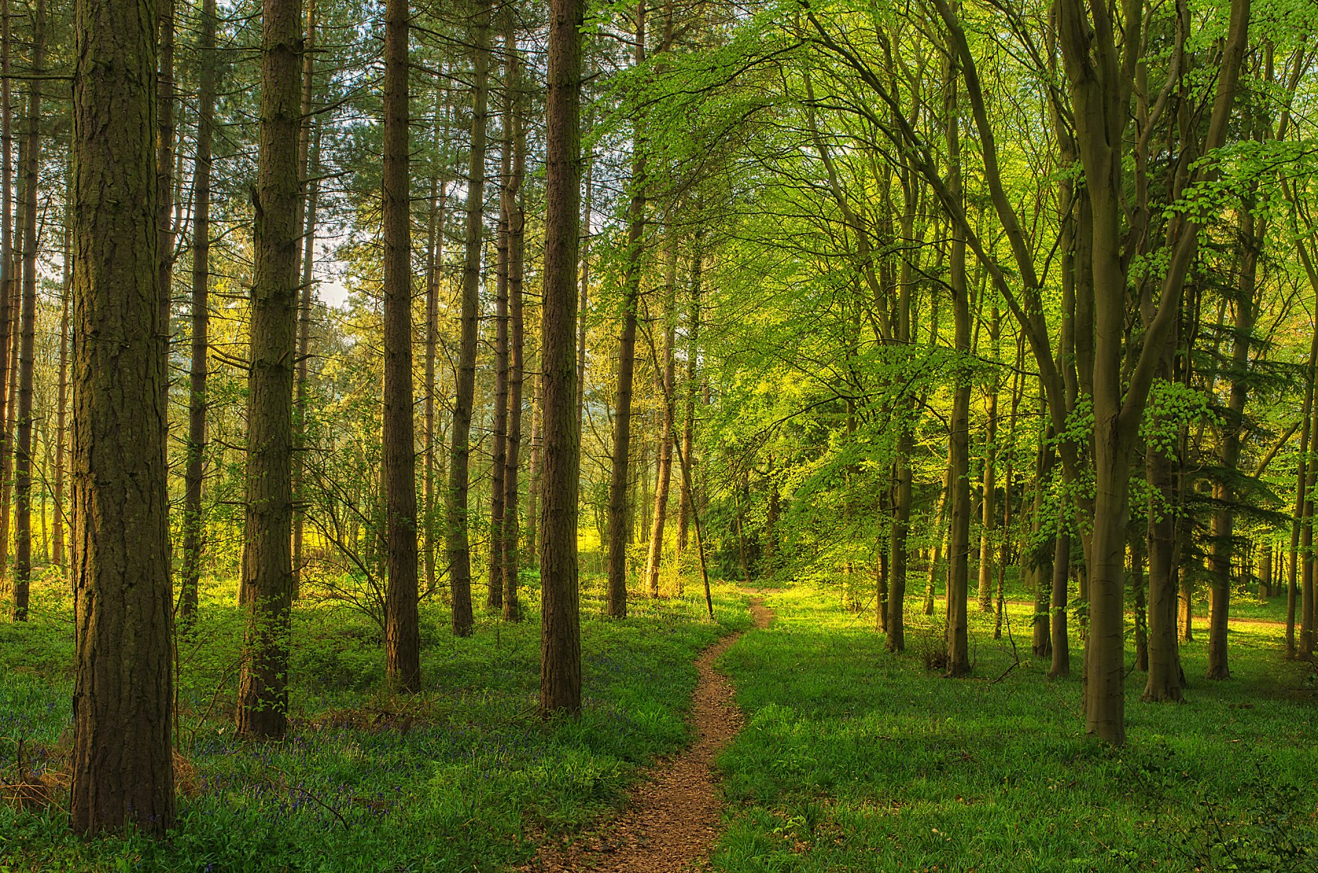 forest tree path gra