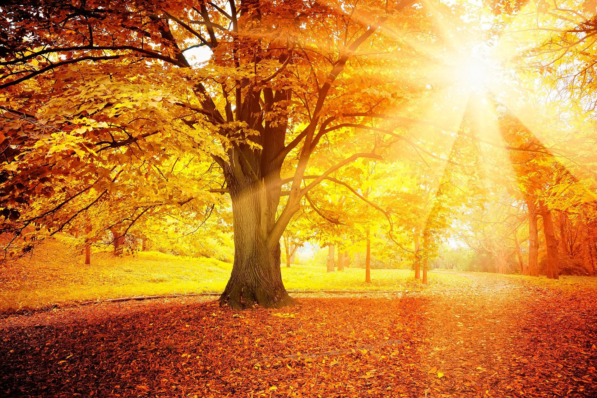 herbst blätter wald baum sonne