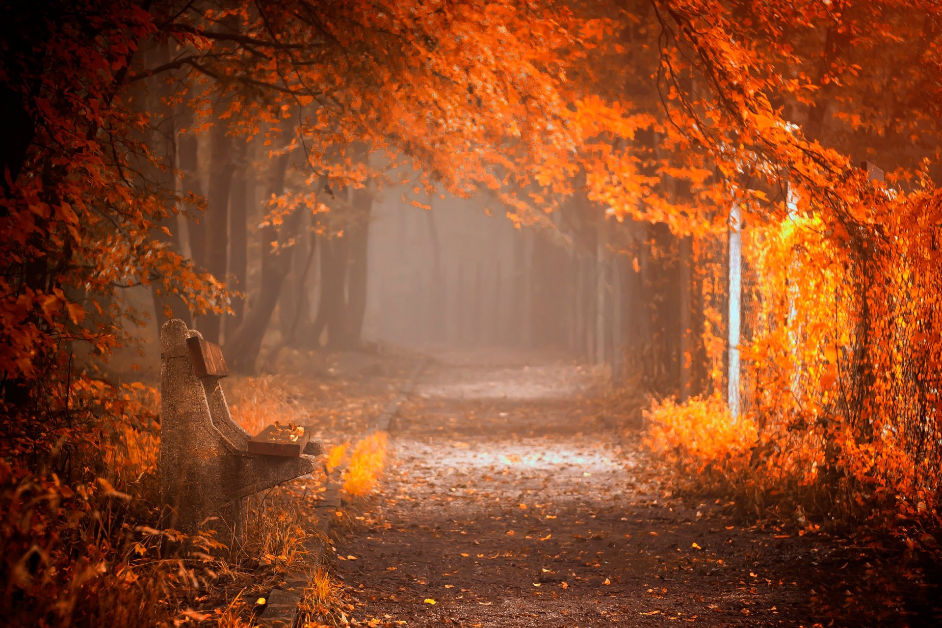 parc banc automne