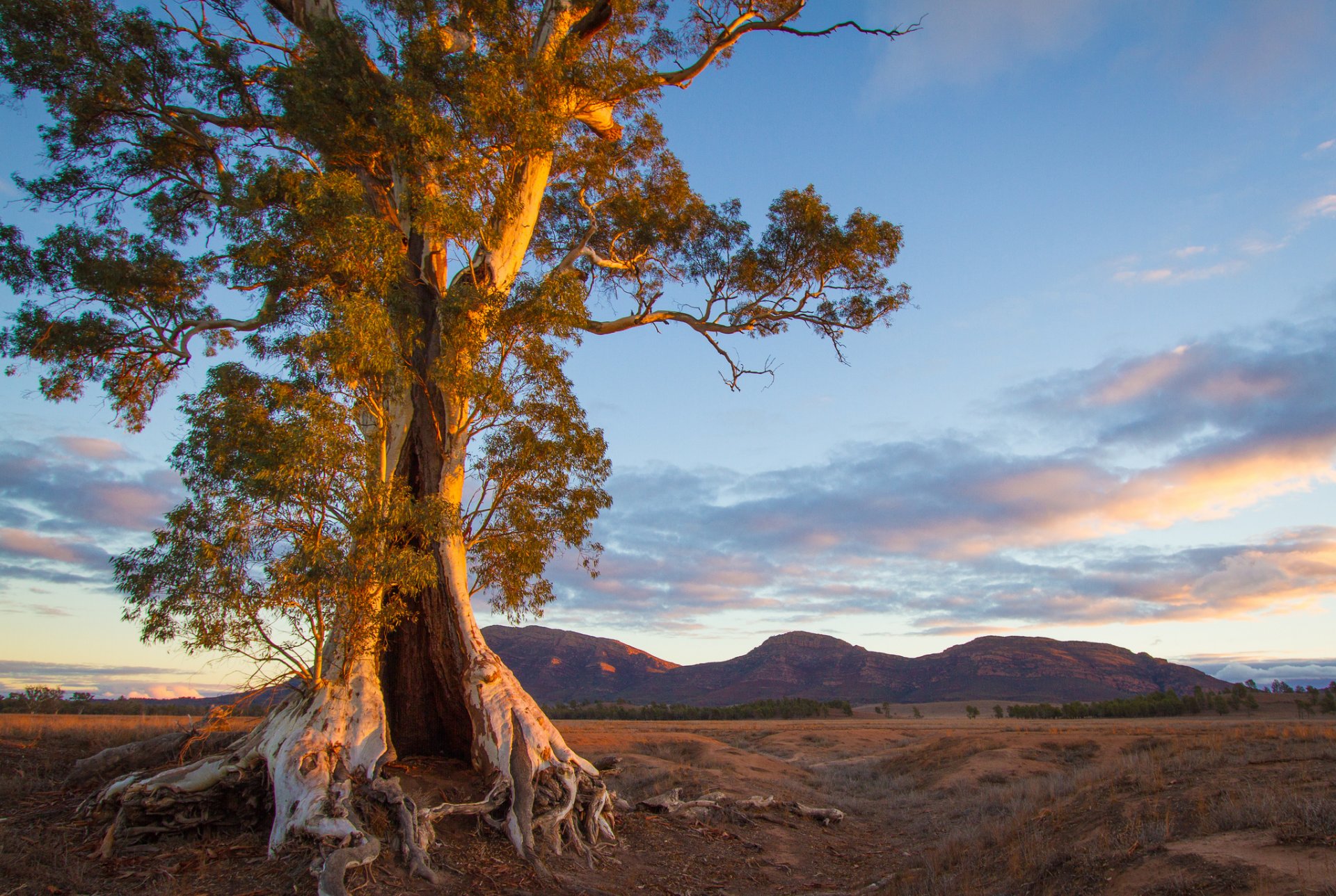 australia south mountain tree night