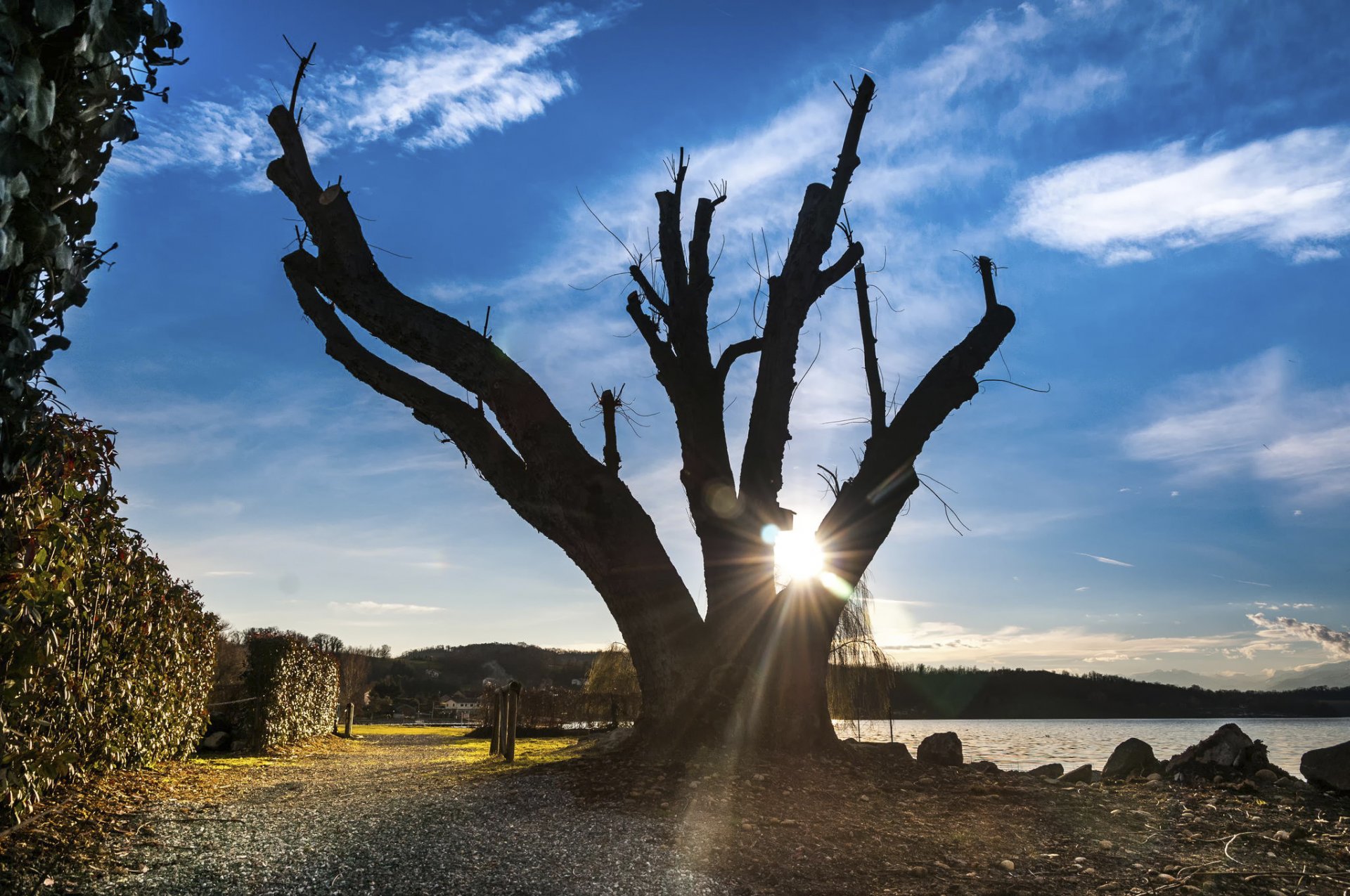 ufer baum sonne