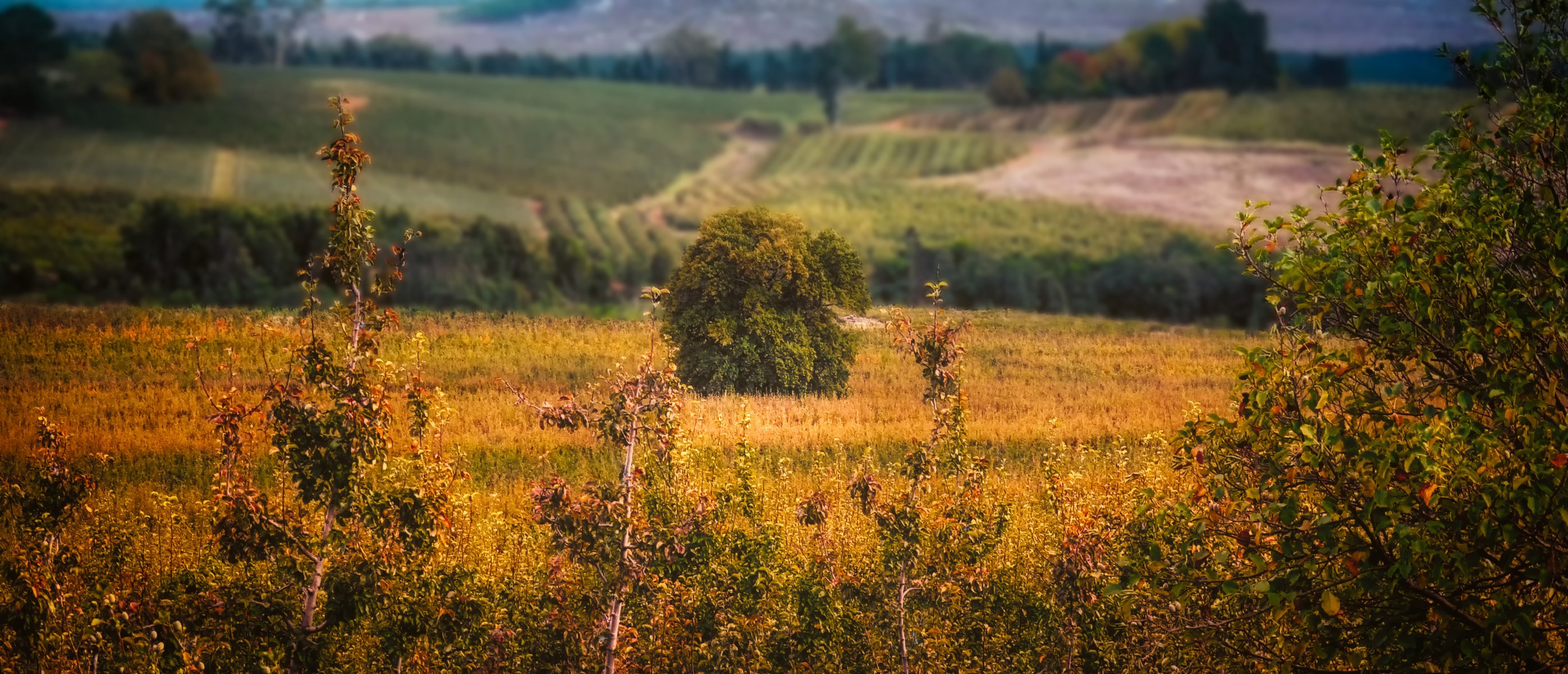 campo alberi arbusti