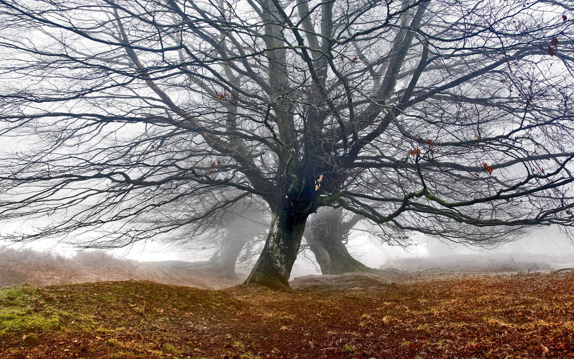 quercia di montagna nebbia albero