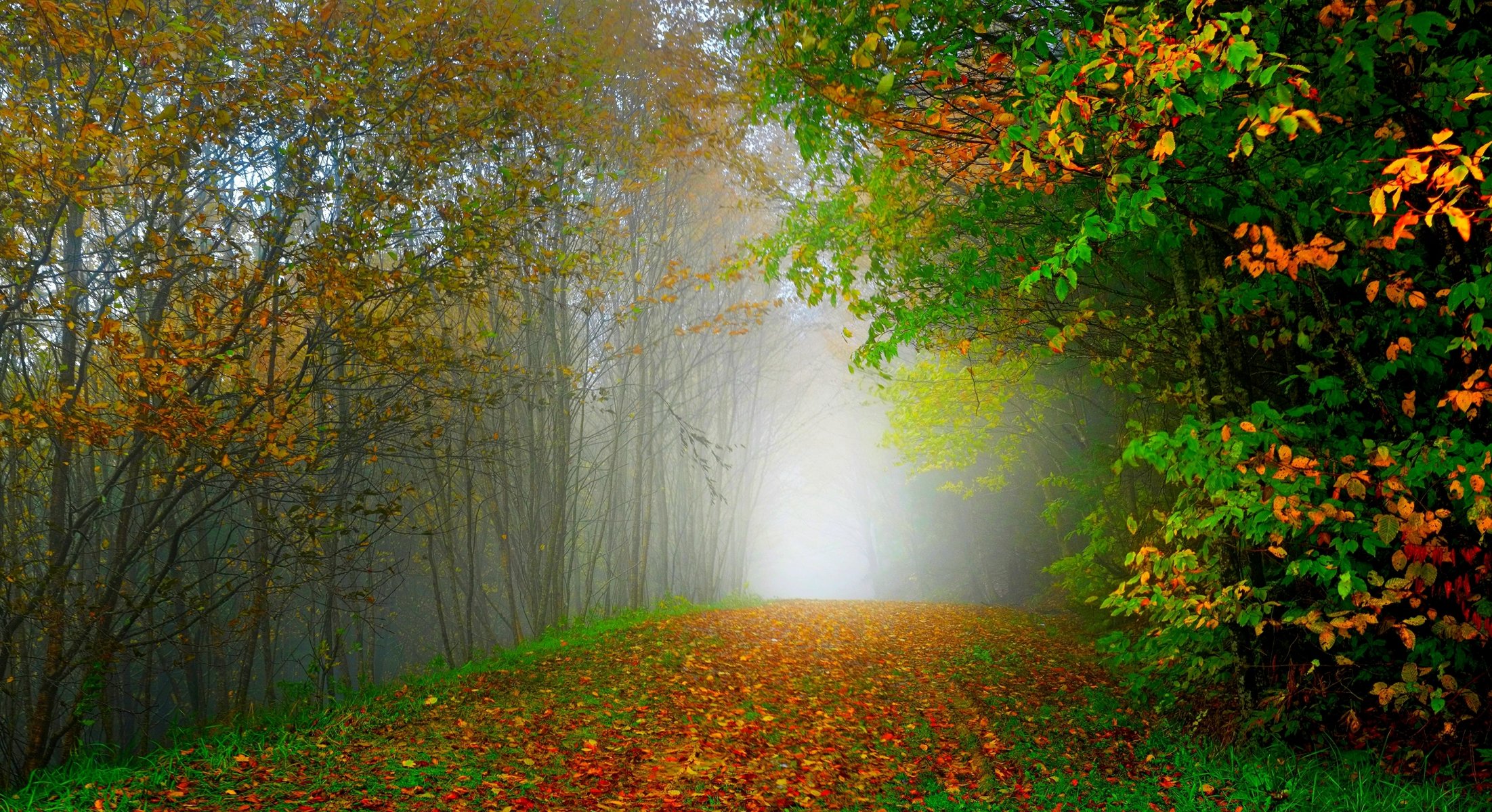 natur wald park bäume blätter bunt straße herbst herbst farben zu fuß