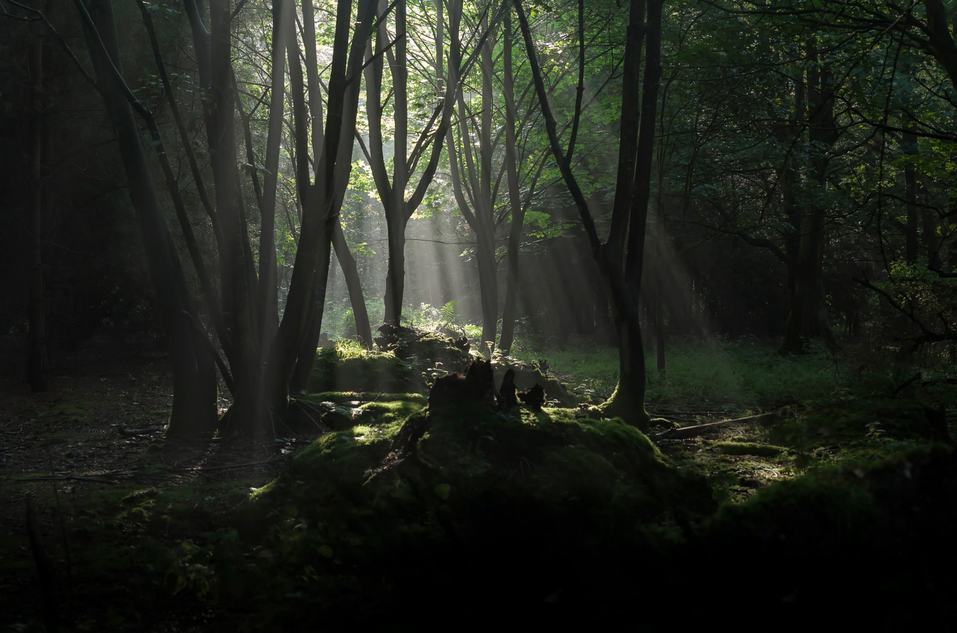 лес деревья лучи солнца