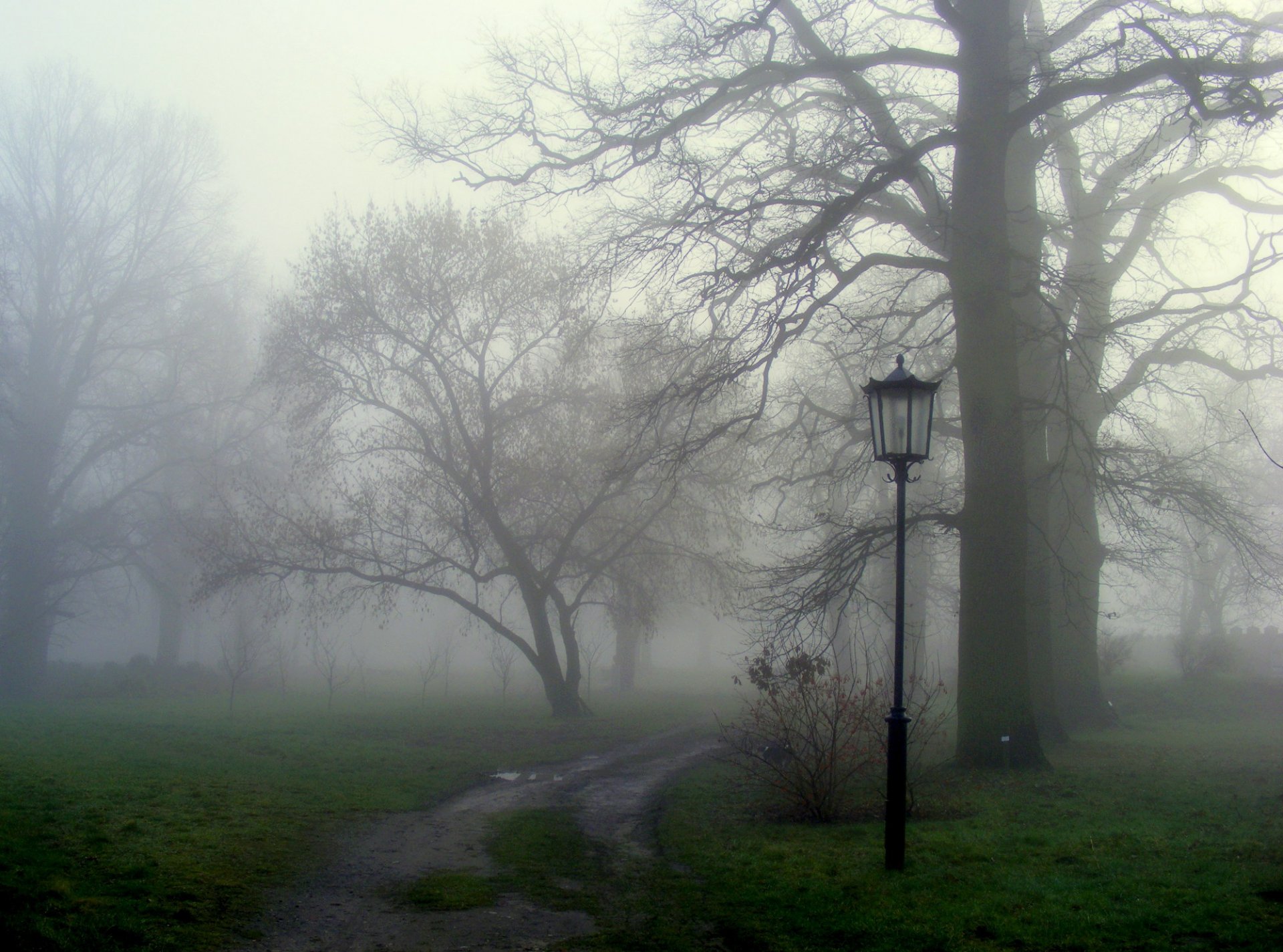 nature track grass fog tree light