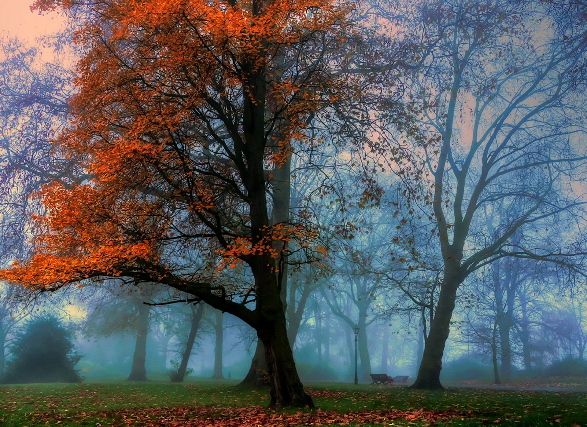 naturaleza paisaje bosque otoño árboles hojas