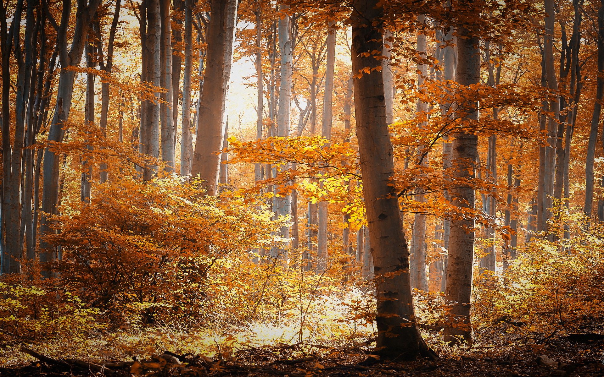 forêt automne nature