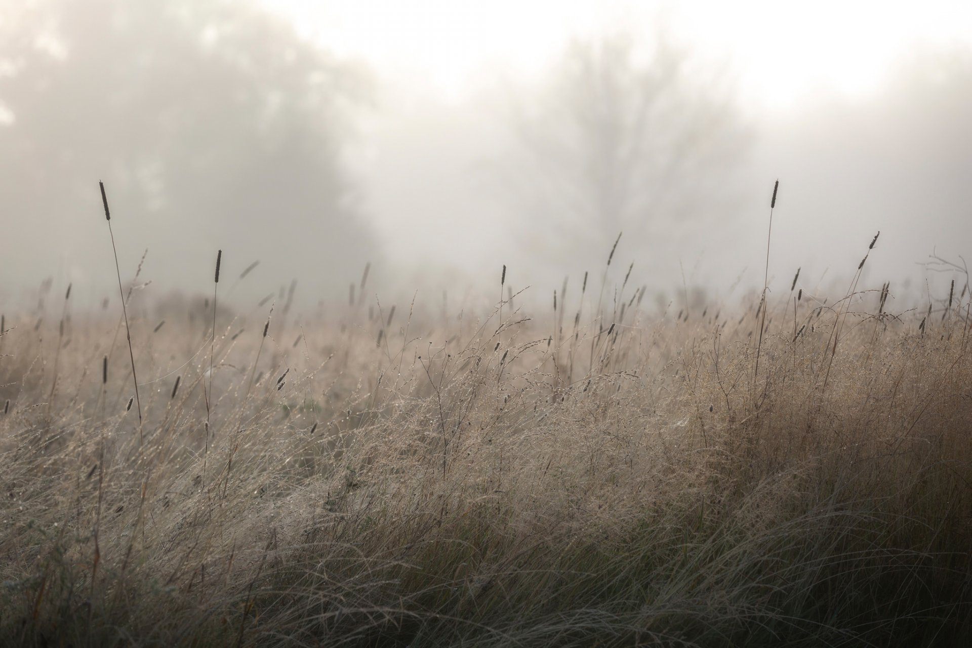 gras morgen tau