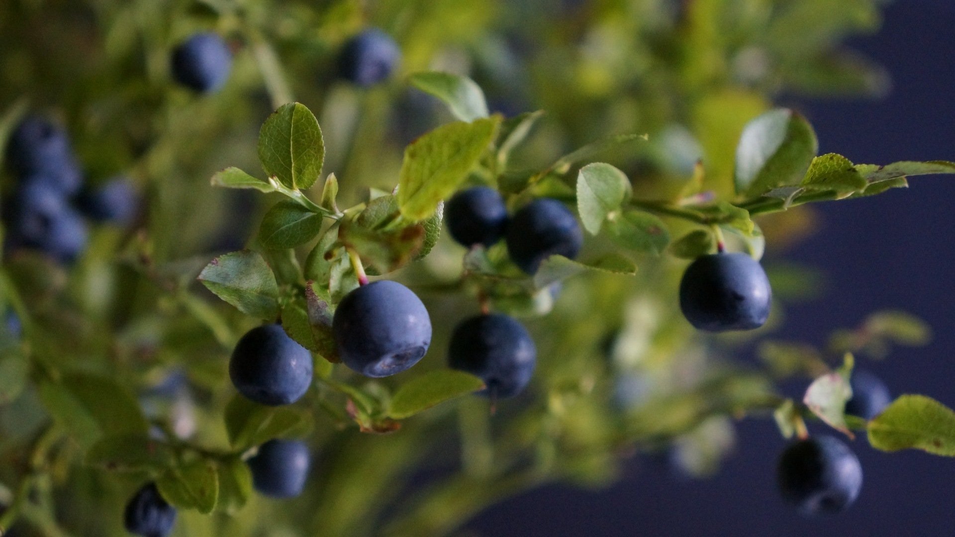 busch zweige blätter beeren blaubeeren zweige