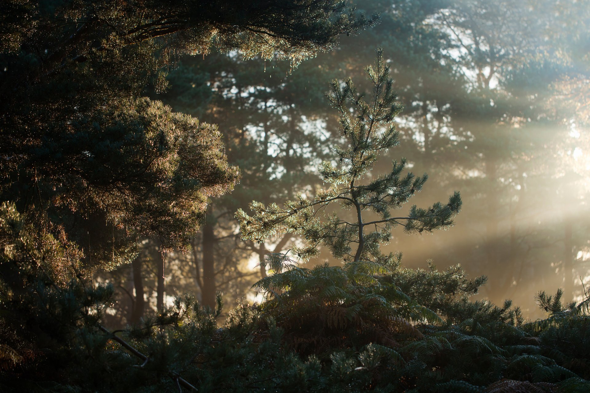 forêt matin