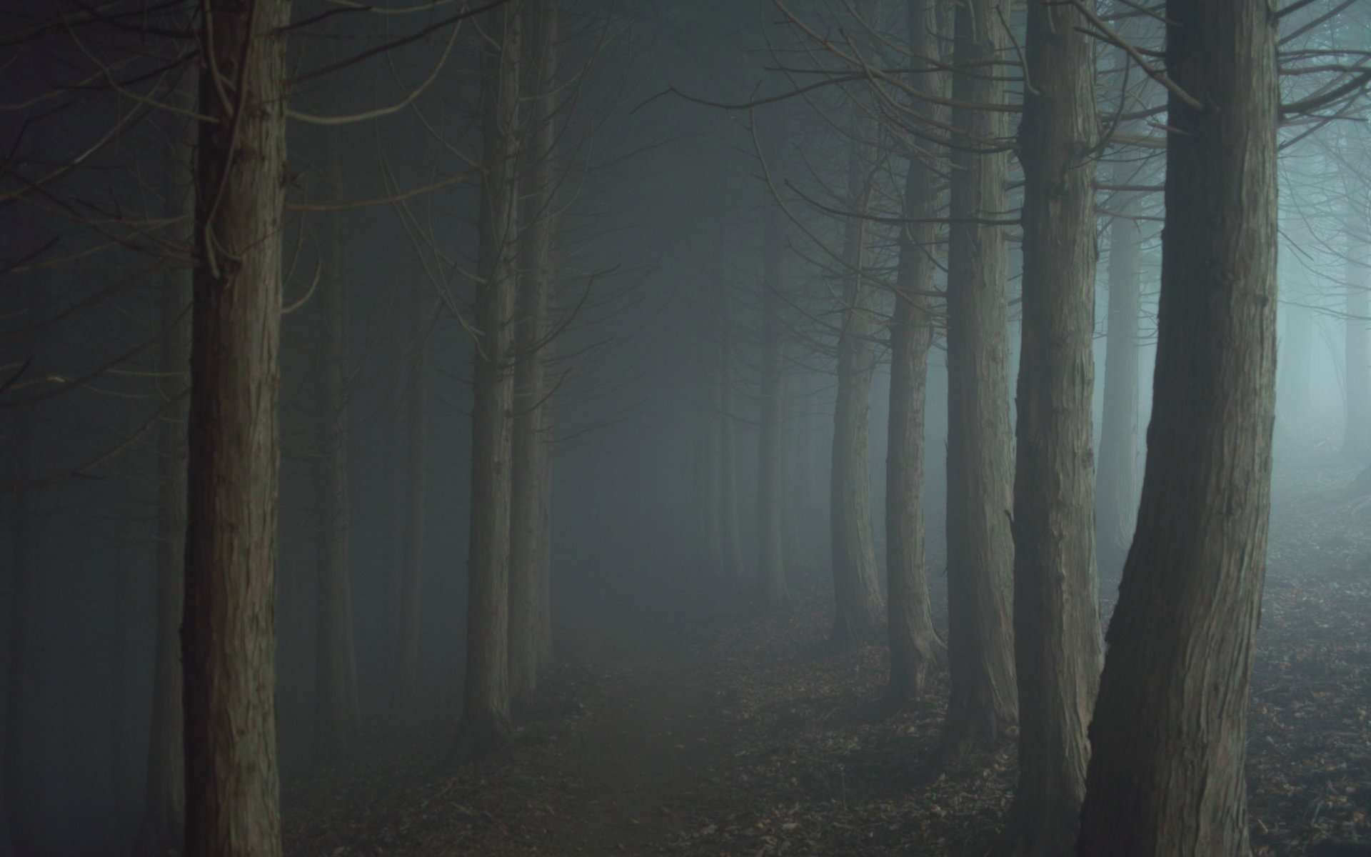 foresta nebbia crepuscolo oscurità strada sentiero