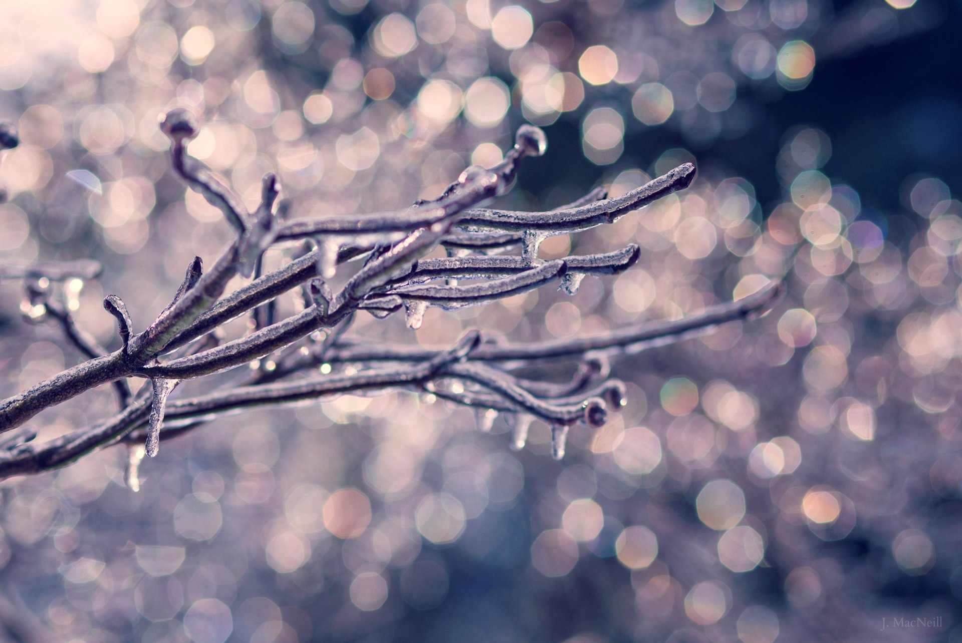 rama árbol hielo gotas invierno naturaleza bokeh macro