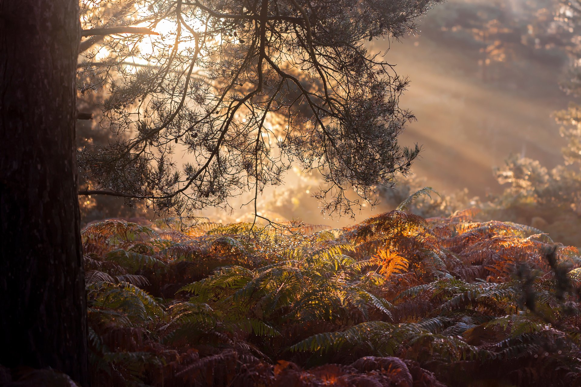 morning forest fog