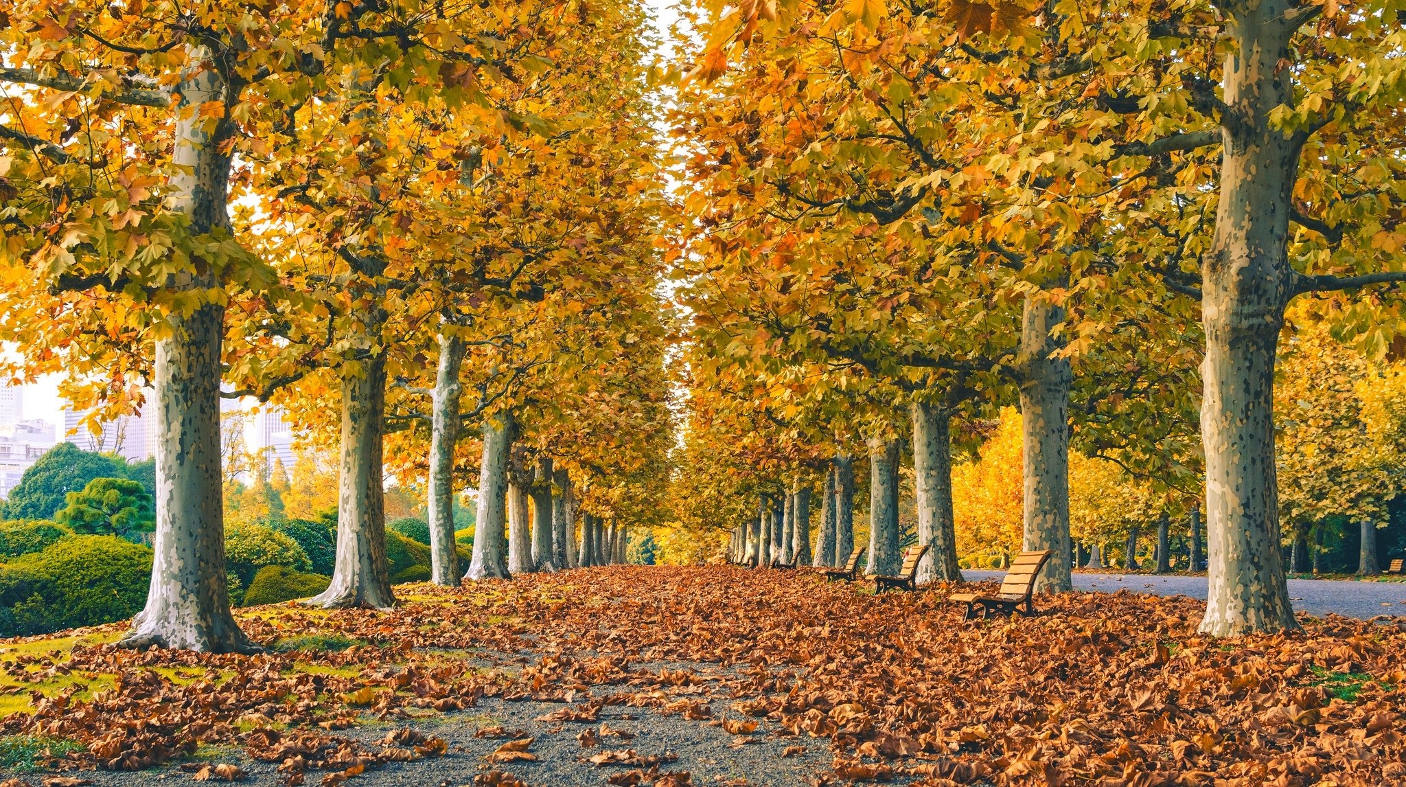 foglie alberi parco erba strada colori autunno passeggiata hdr natura poster panchina