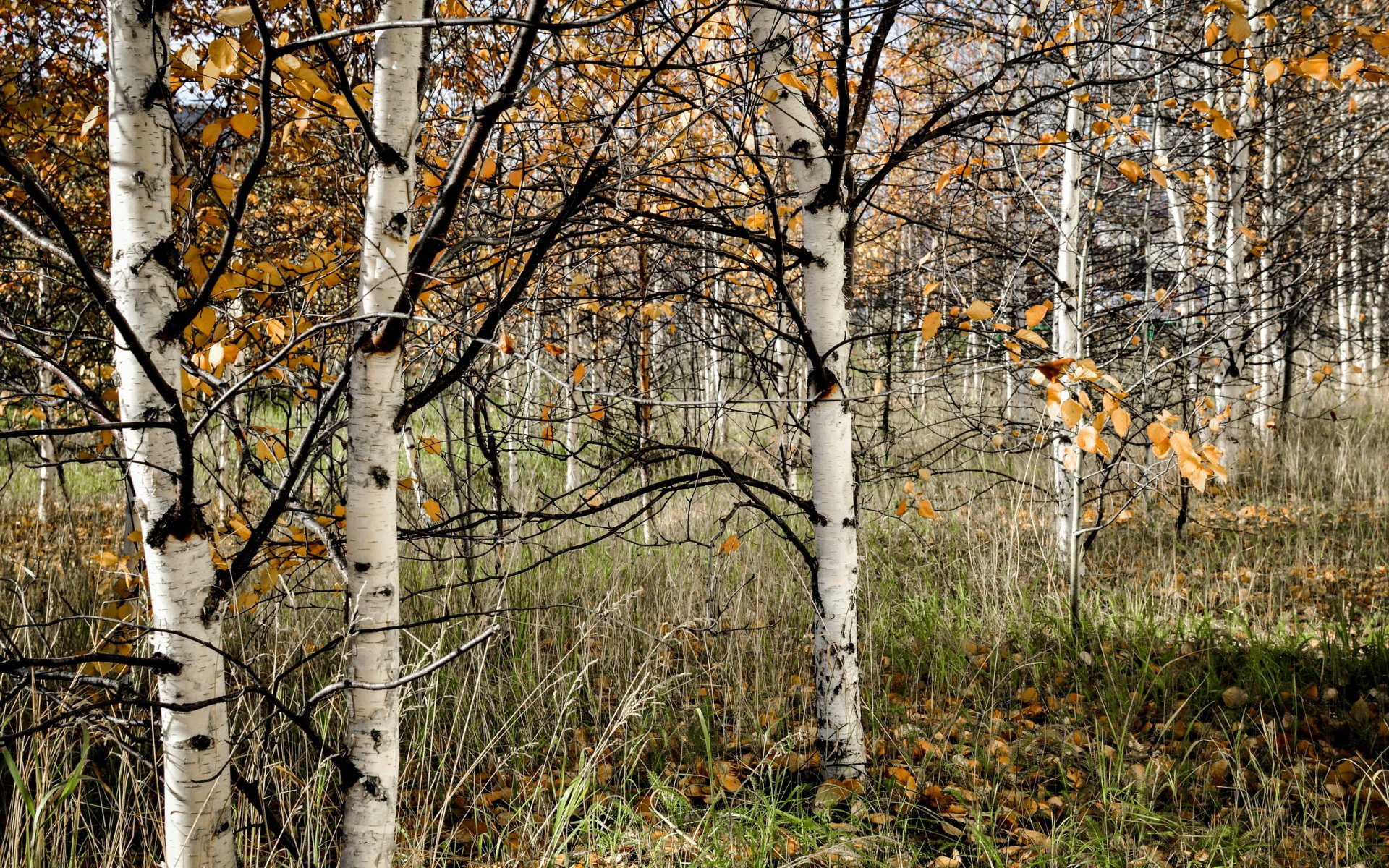 forest nature