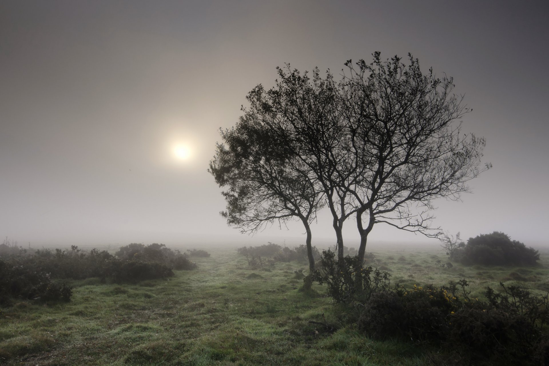 tree shrubs grass fog morning summer