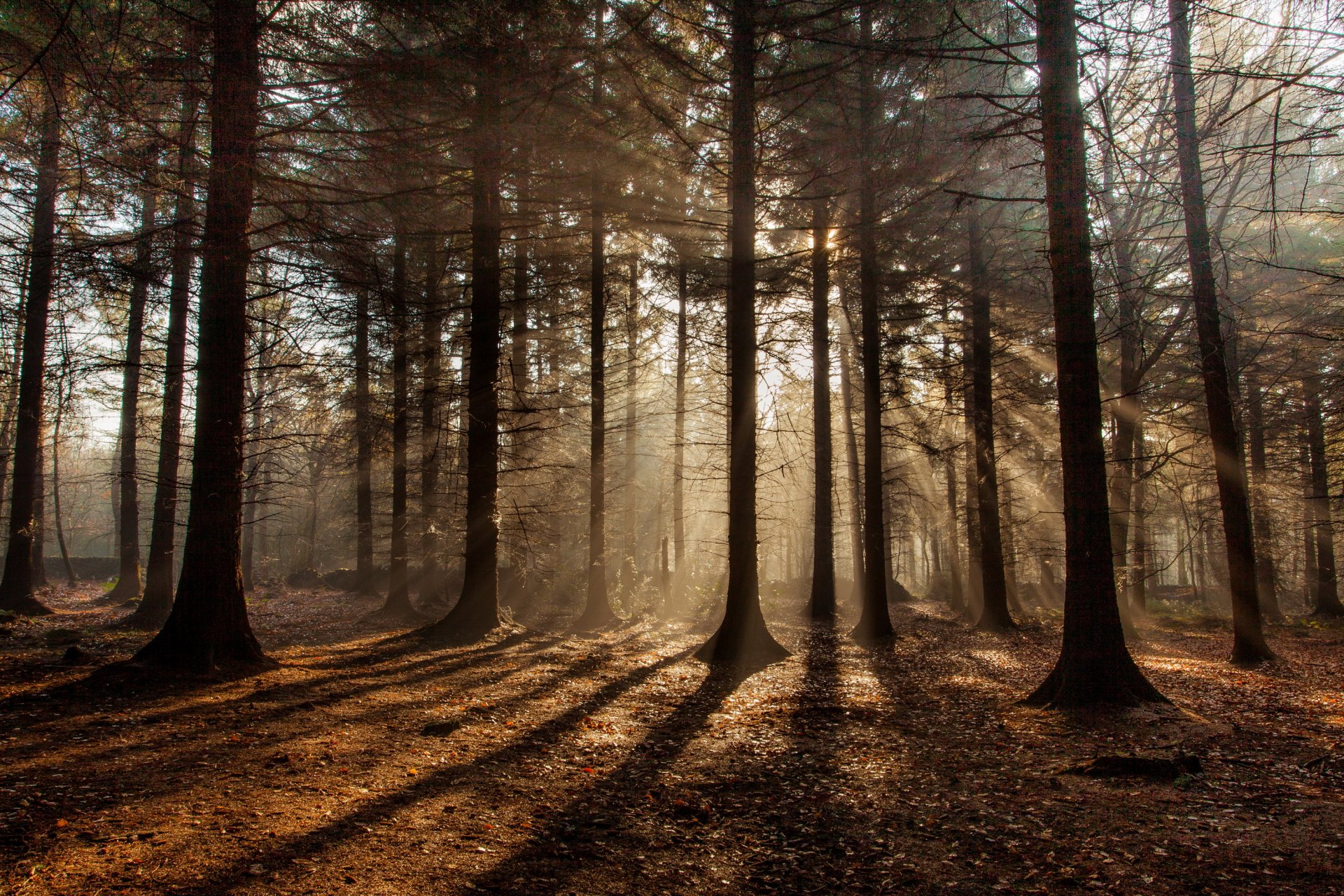 wald herbst sonne strahlen schatten