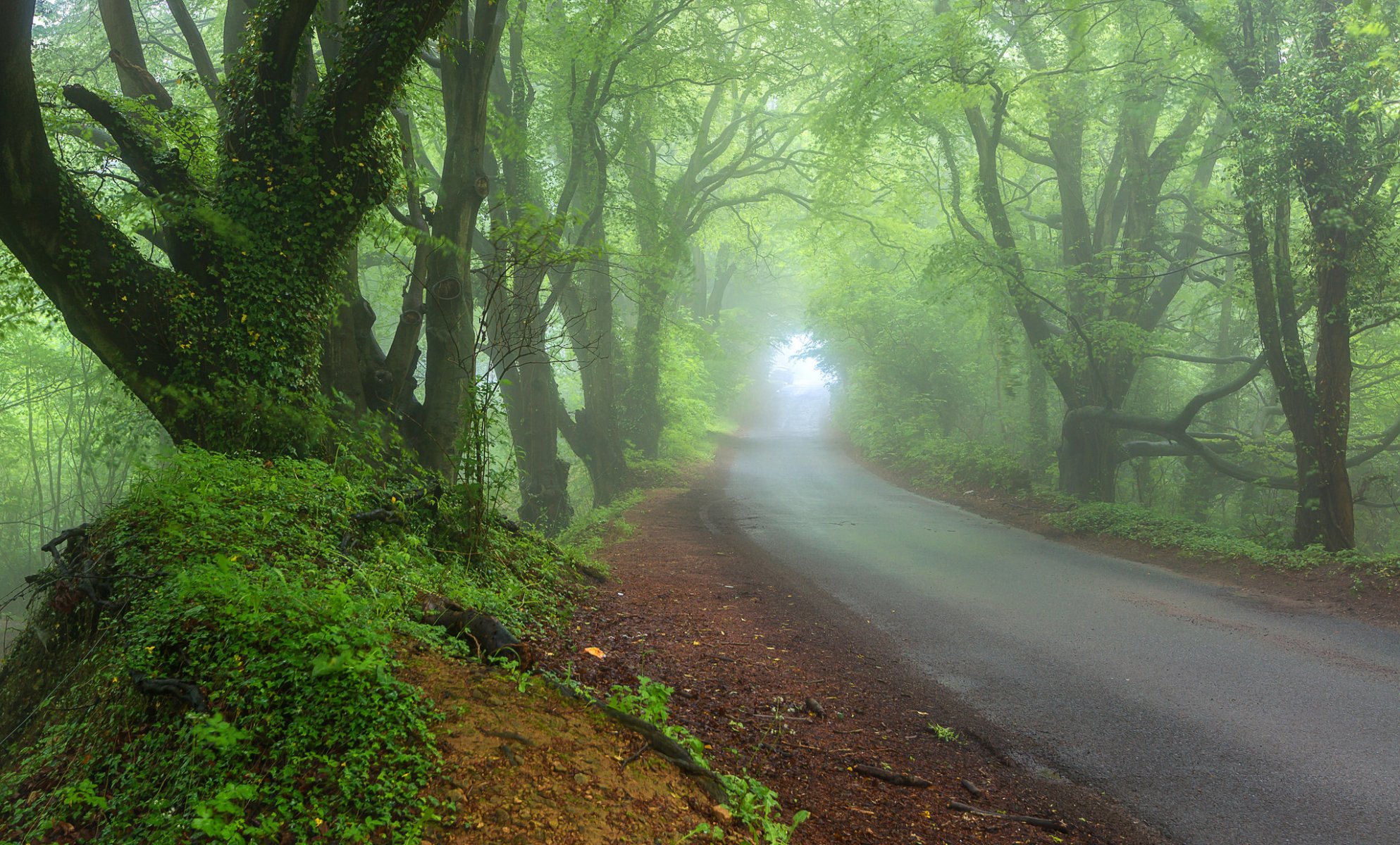 naturaleza primavera bosque carretera niebla neblina