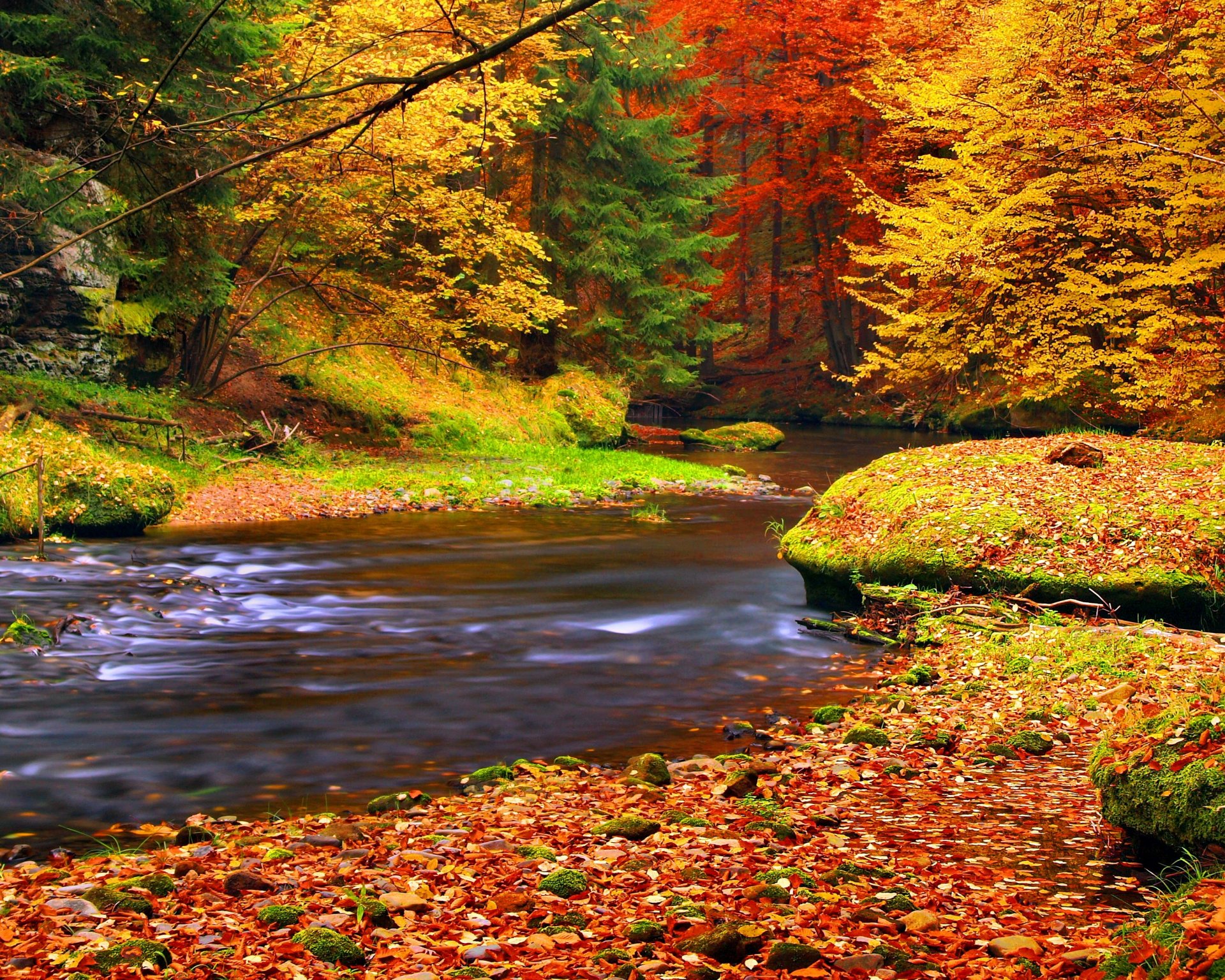 autunno foglie foresta fiume