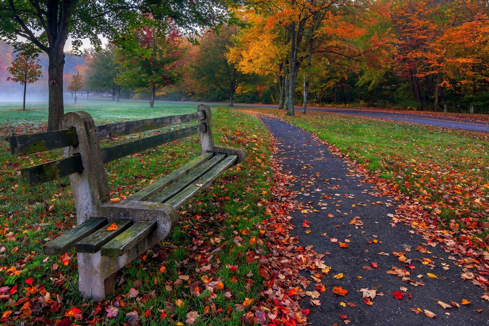 leaves trees park grass road colors autumn walk hdr nature bench tree