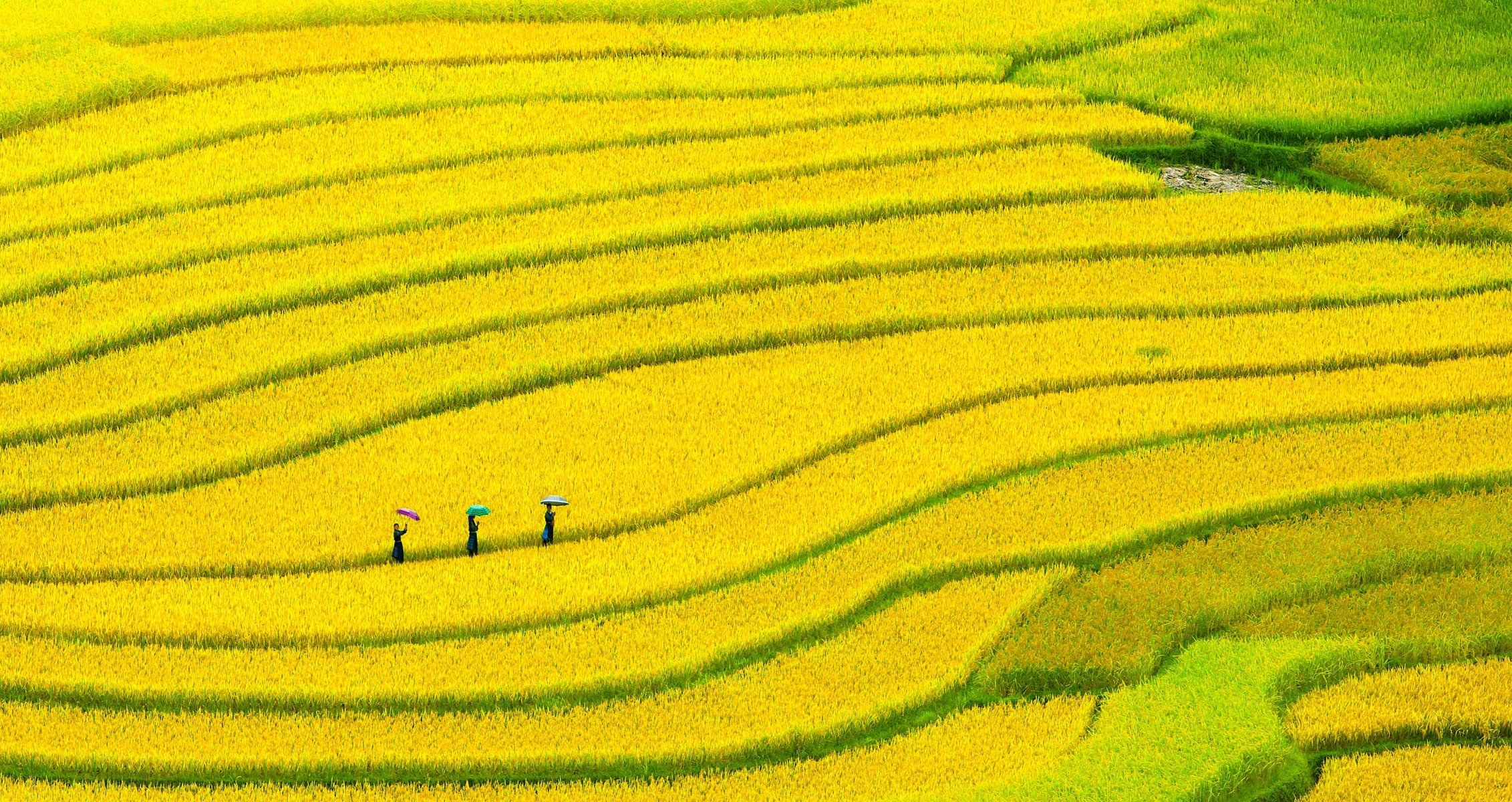 girls umbrellas of the field