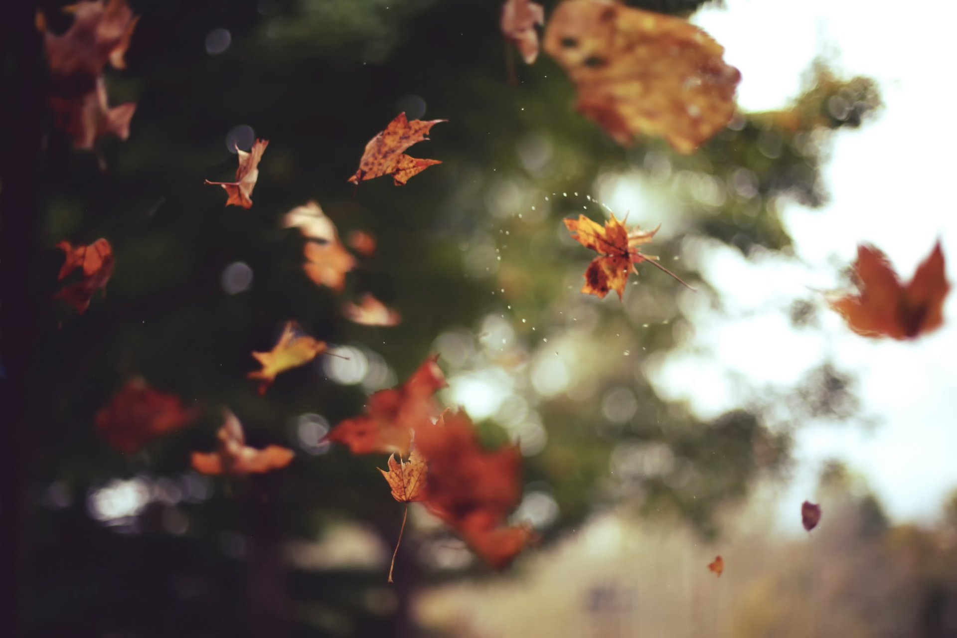 blätter herbst bokeh