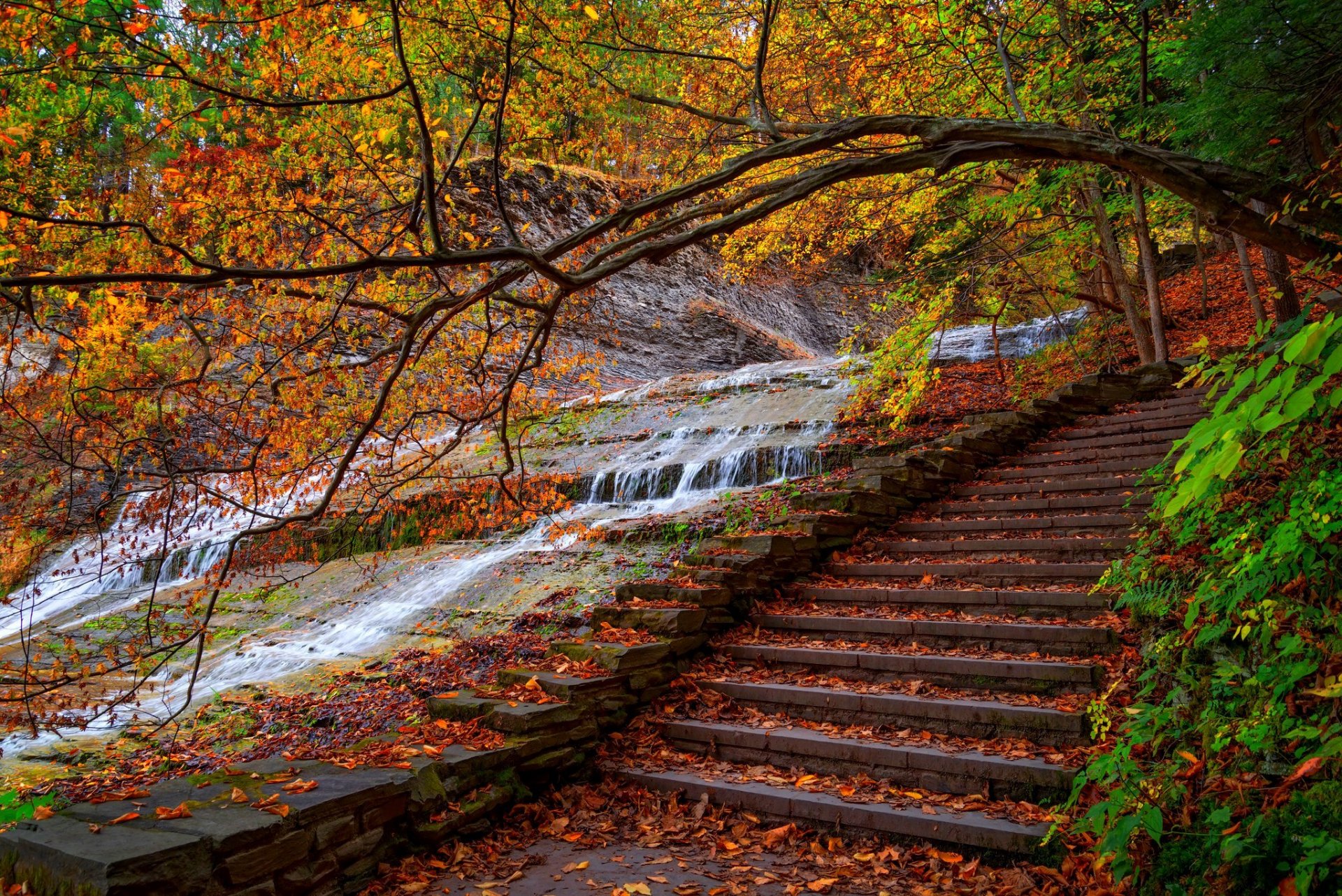 nature water forest park steps trees leaves colorful autumn fall colors walk tree road mountain